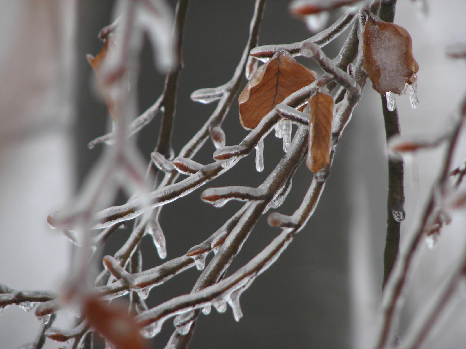 Weihnachten im Walde: Sievering – Kohlenbrennerbründl - Sievering