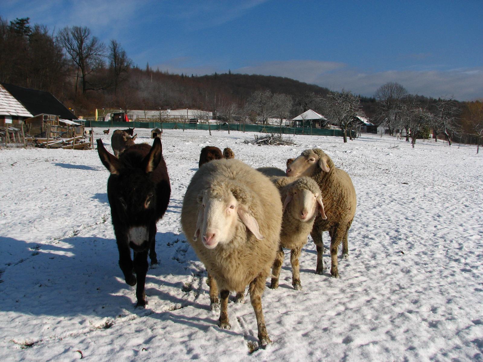 Winterwandern wie damals: Mirli – Heinratsberg – Wienerwaldhof Rieger – Mirli