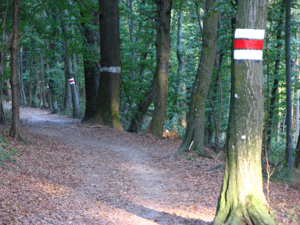 Der rot markierte Wanderweg von der Jägerwaldsiedlung zu den Türkensteinen