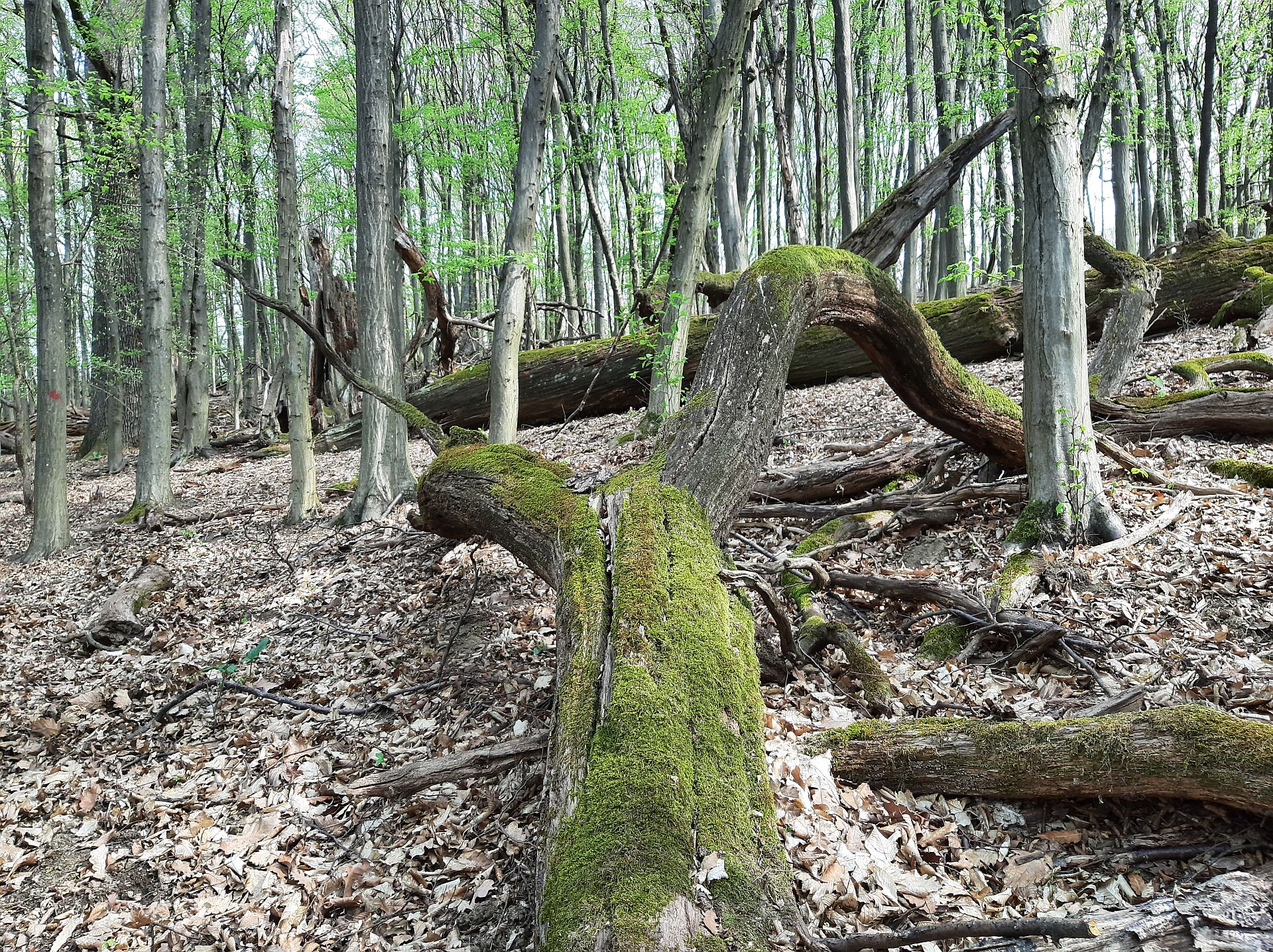 Urwald Wienerwald