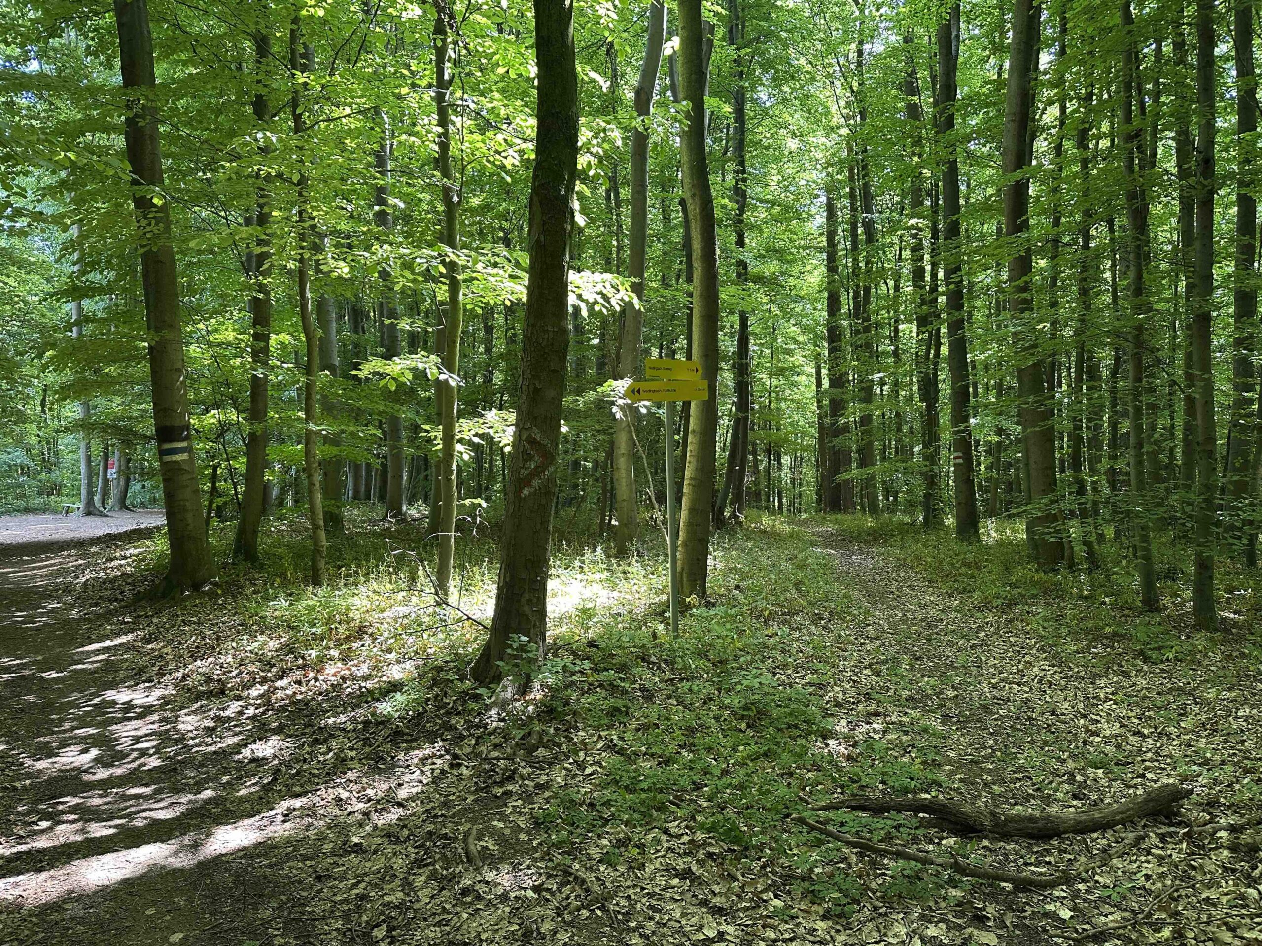 Rote Markierung Weidlingbach/Mitte - Taferlberg