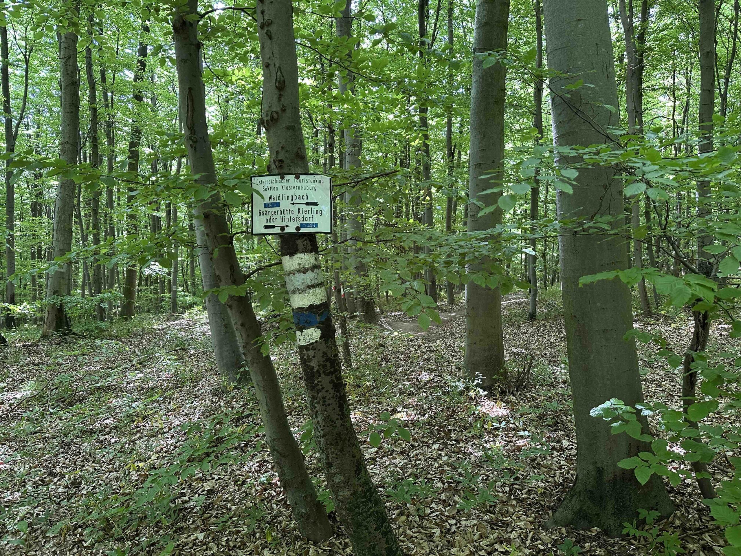 Blaue Markierung Weidlingbach/Dombachgraben - Taferlberg