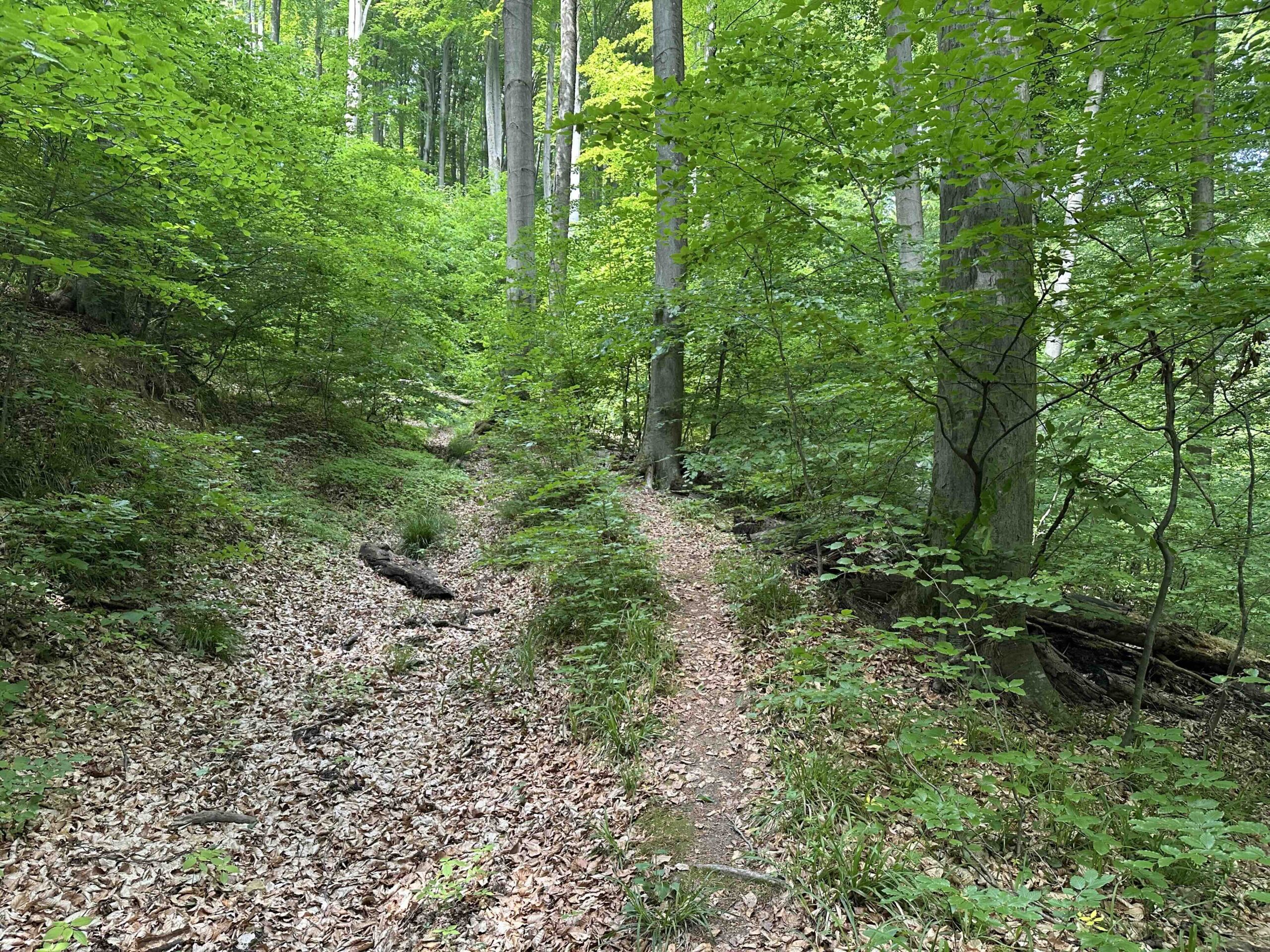 Rote Markierung Weidlingbach/Mitte - Taferlberg