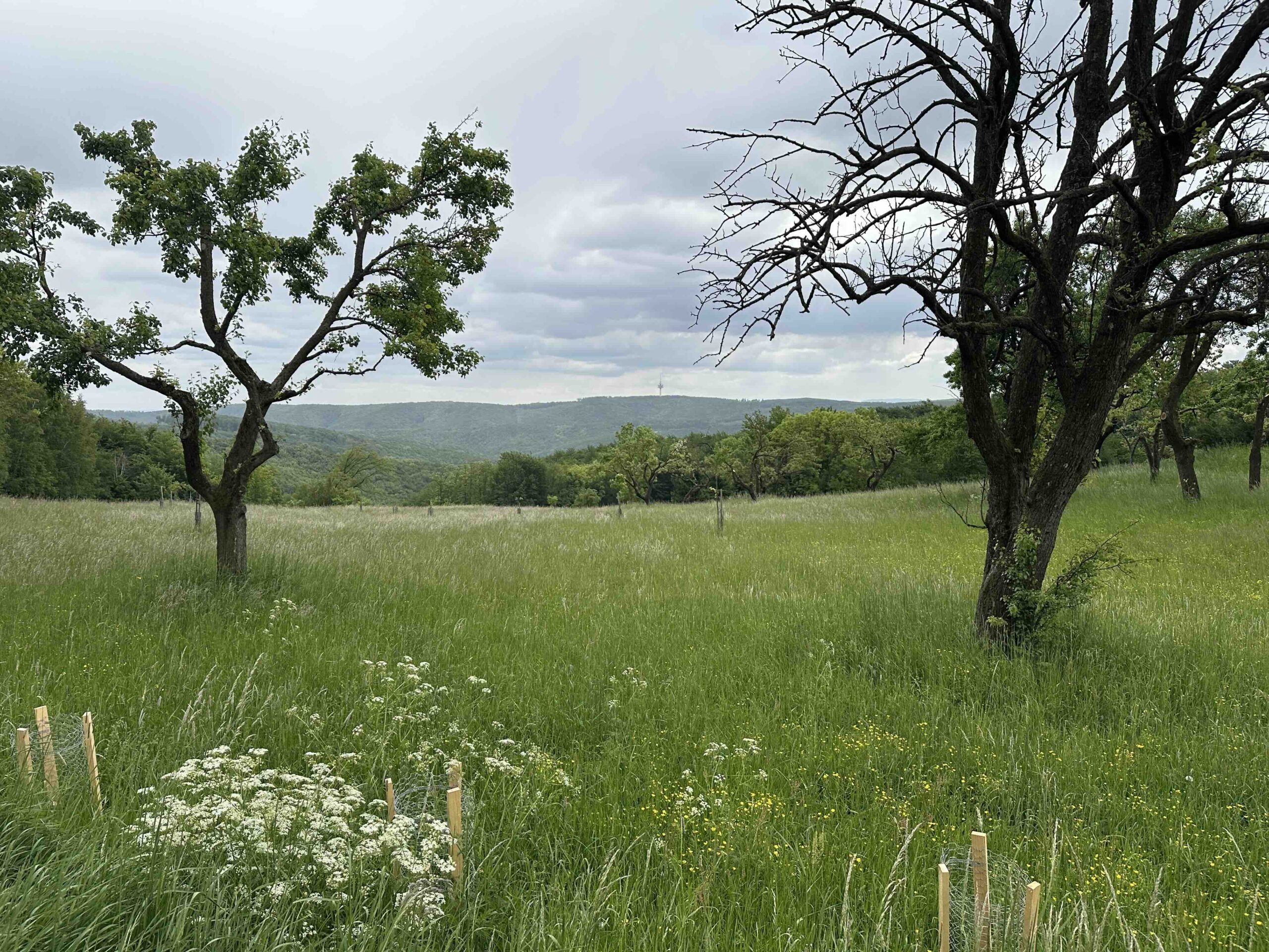 Grüne Markierung Weidling/Rotgraben – Windischhütte