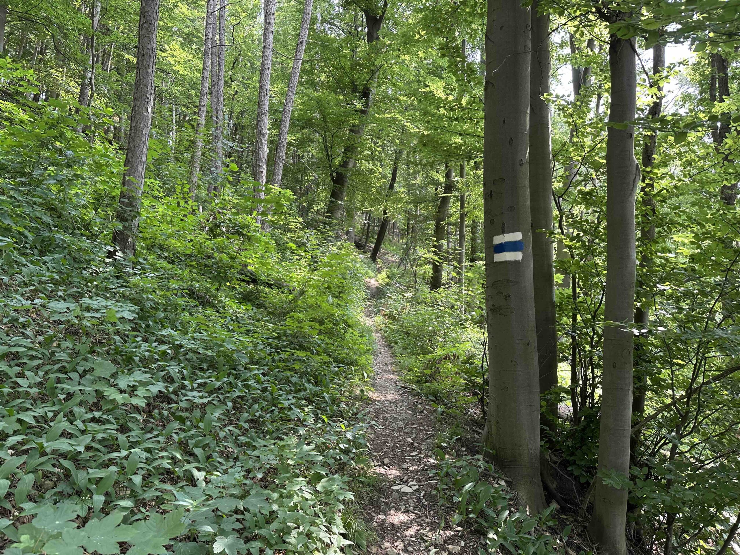 Blaue Markierung Kierling/Doppeln - Haschhof