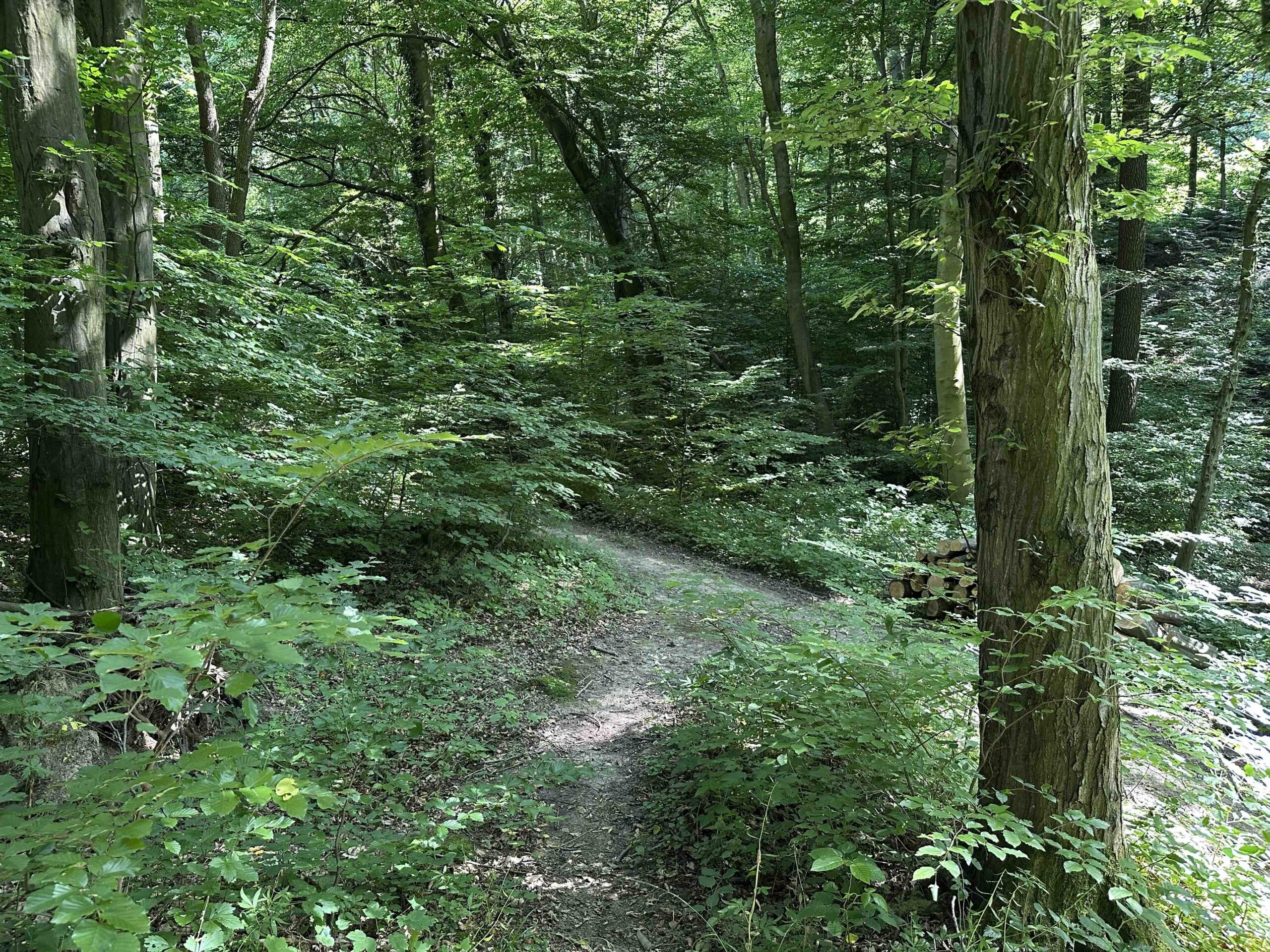 Haselbach-Eichenhain1