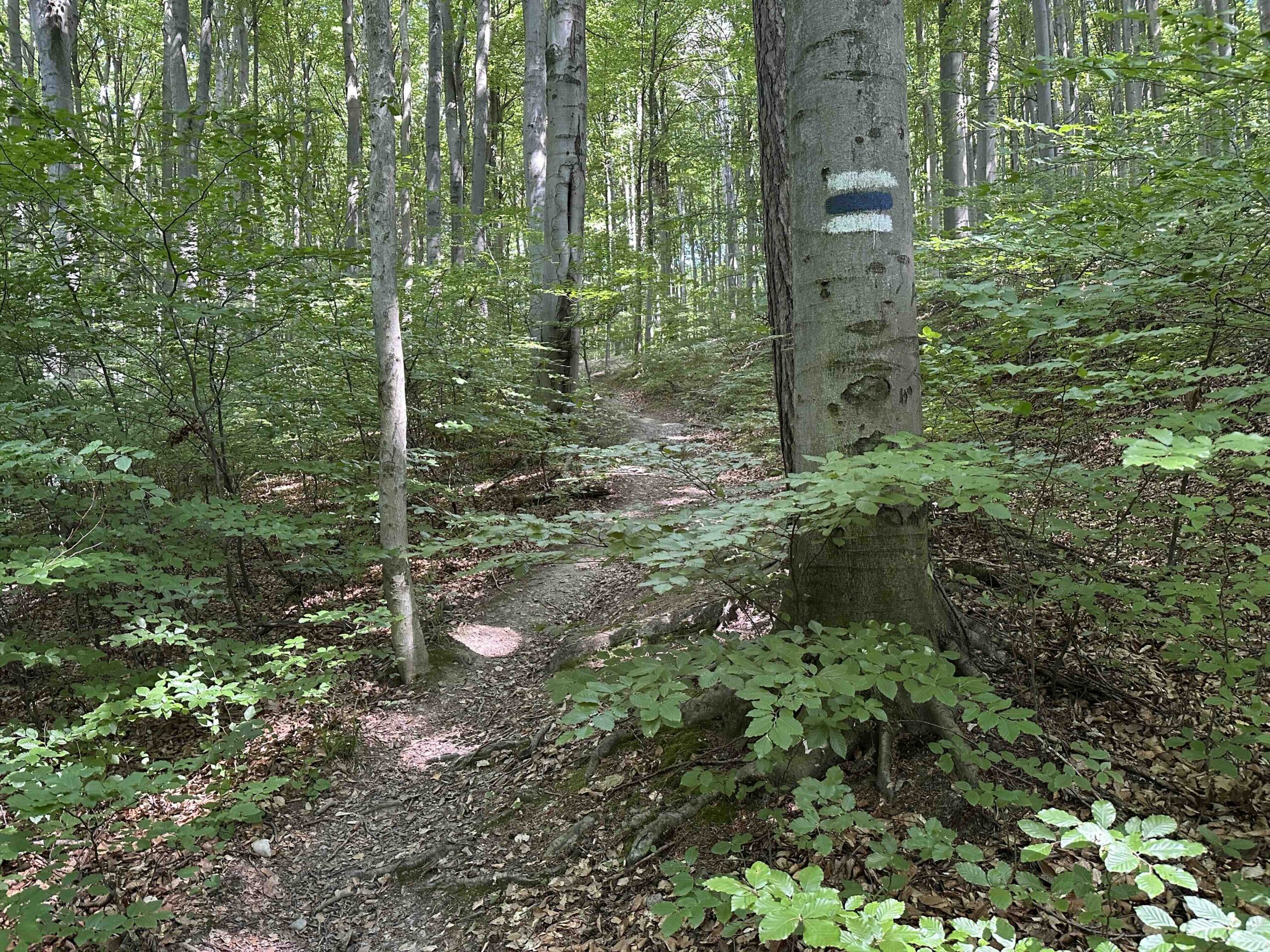 Haselbach-Eichenhain10