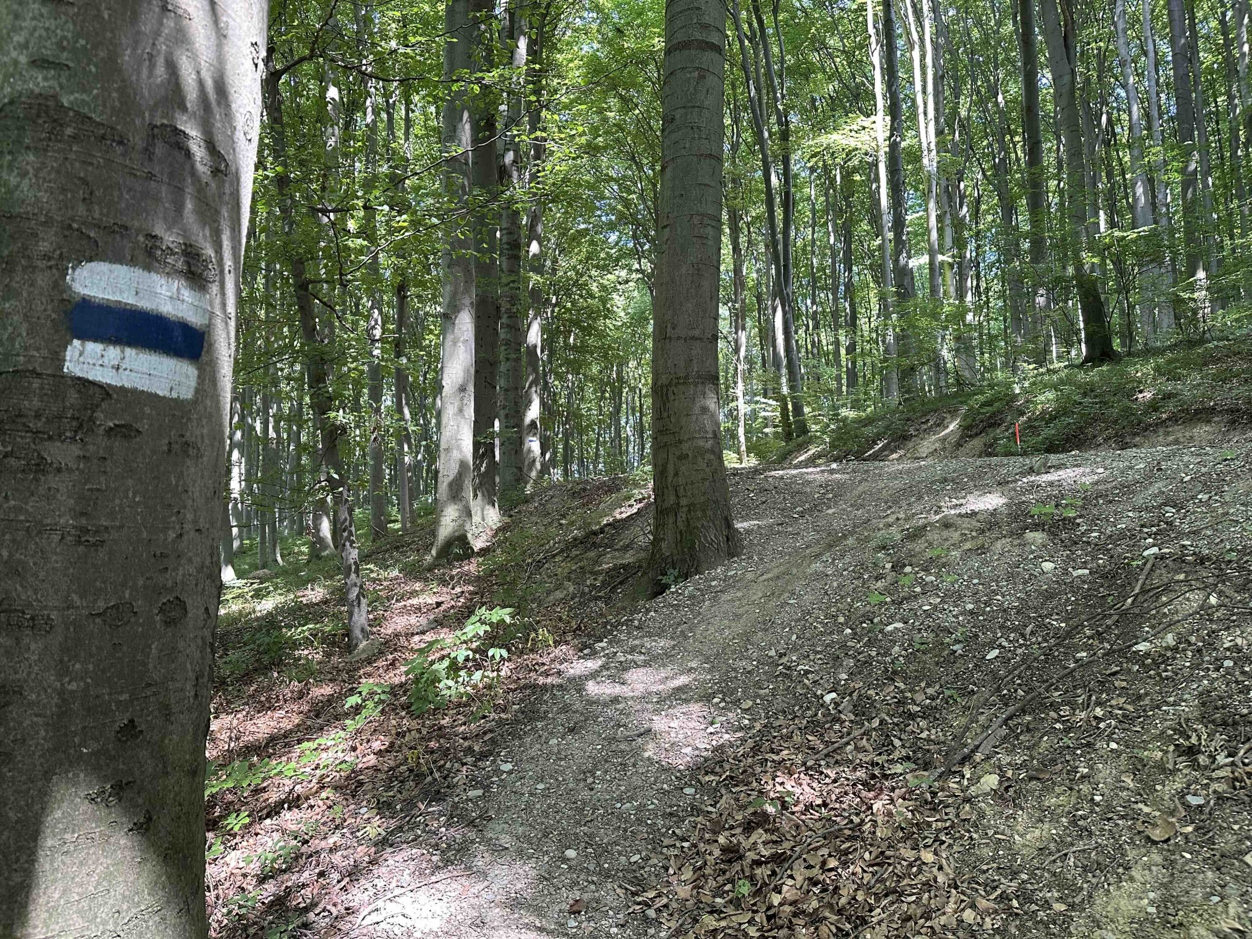 Haselbach-Eichenhain11