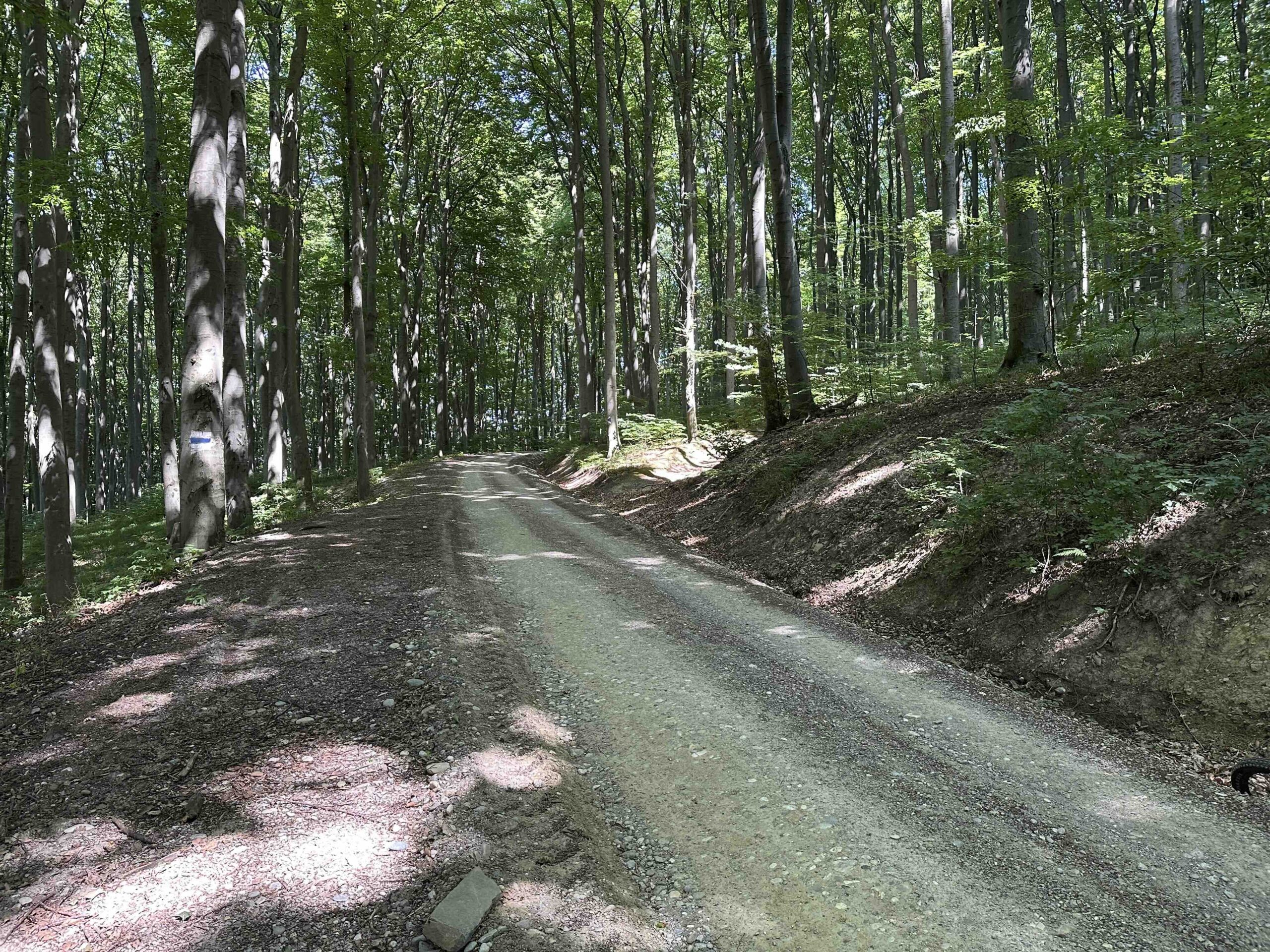 Haselbach-Eichenhain12