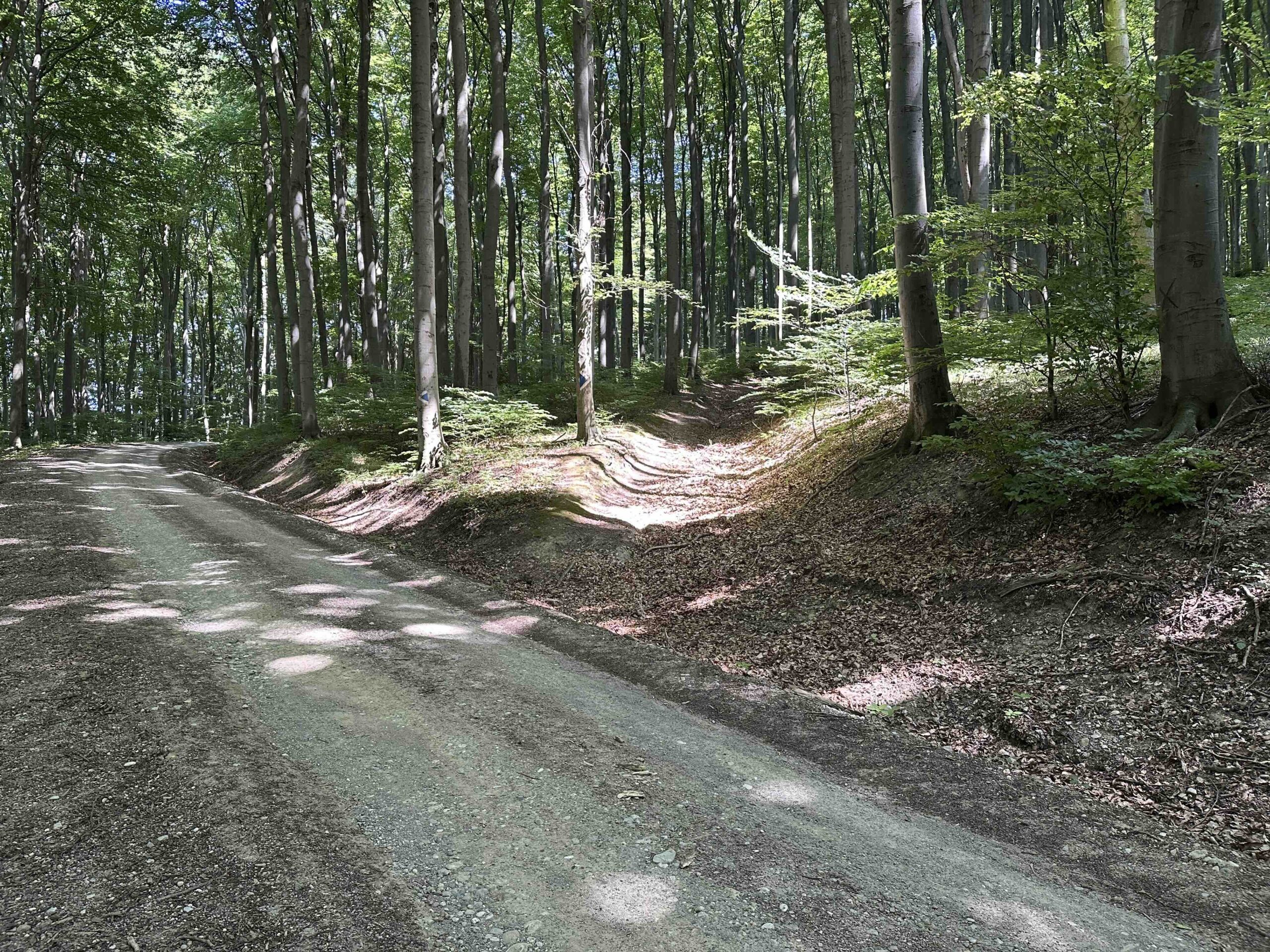 Haselbach-Eichenhain13