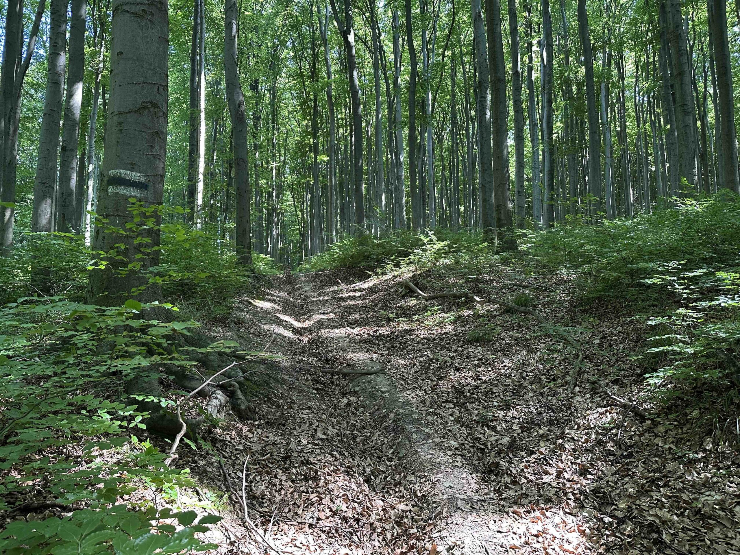 Haselbach-Eichenhain14