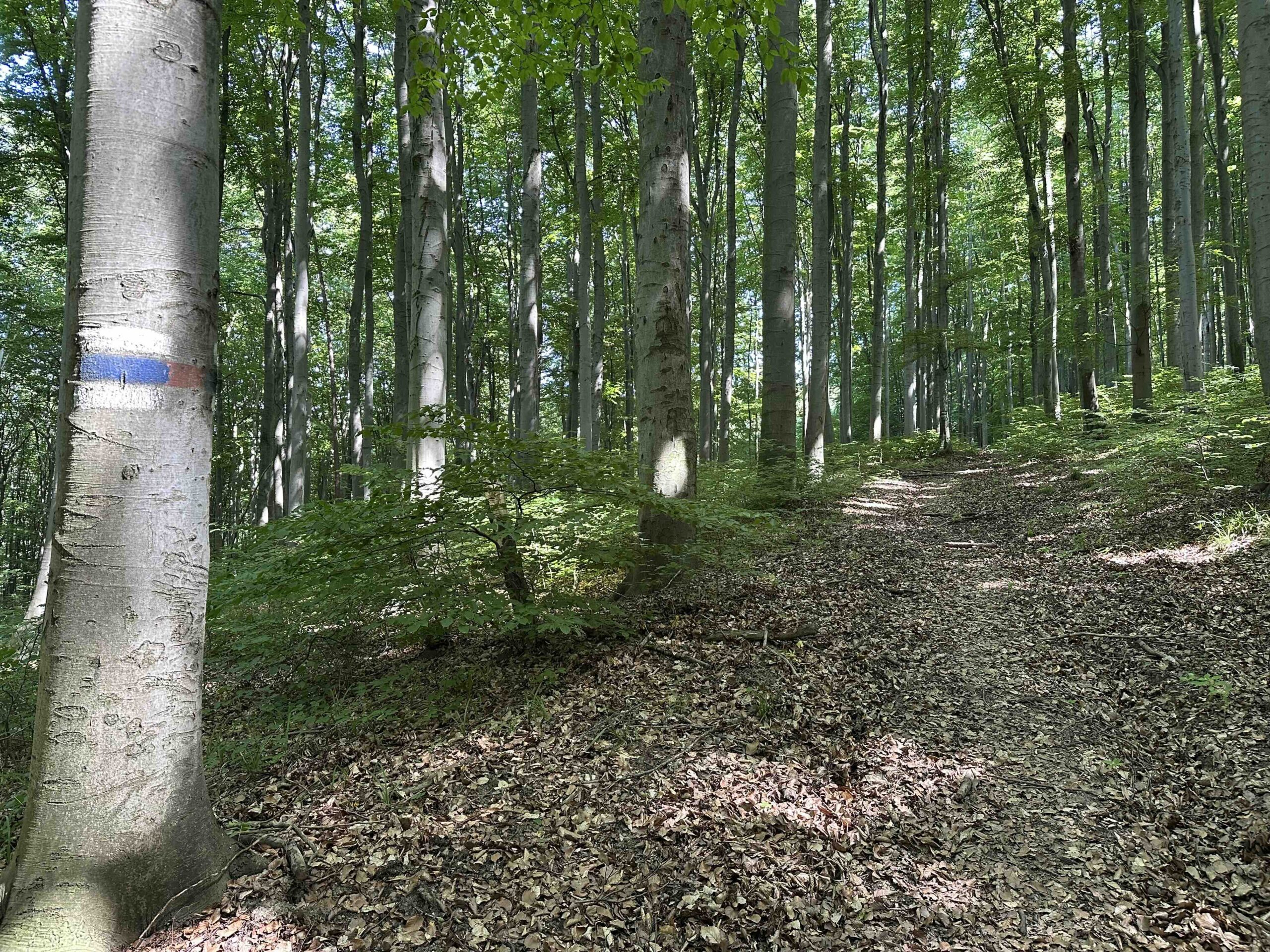 Haselbach-Eichenhain15