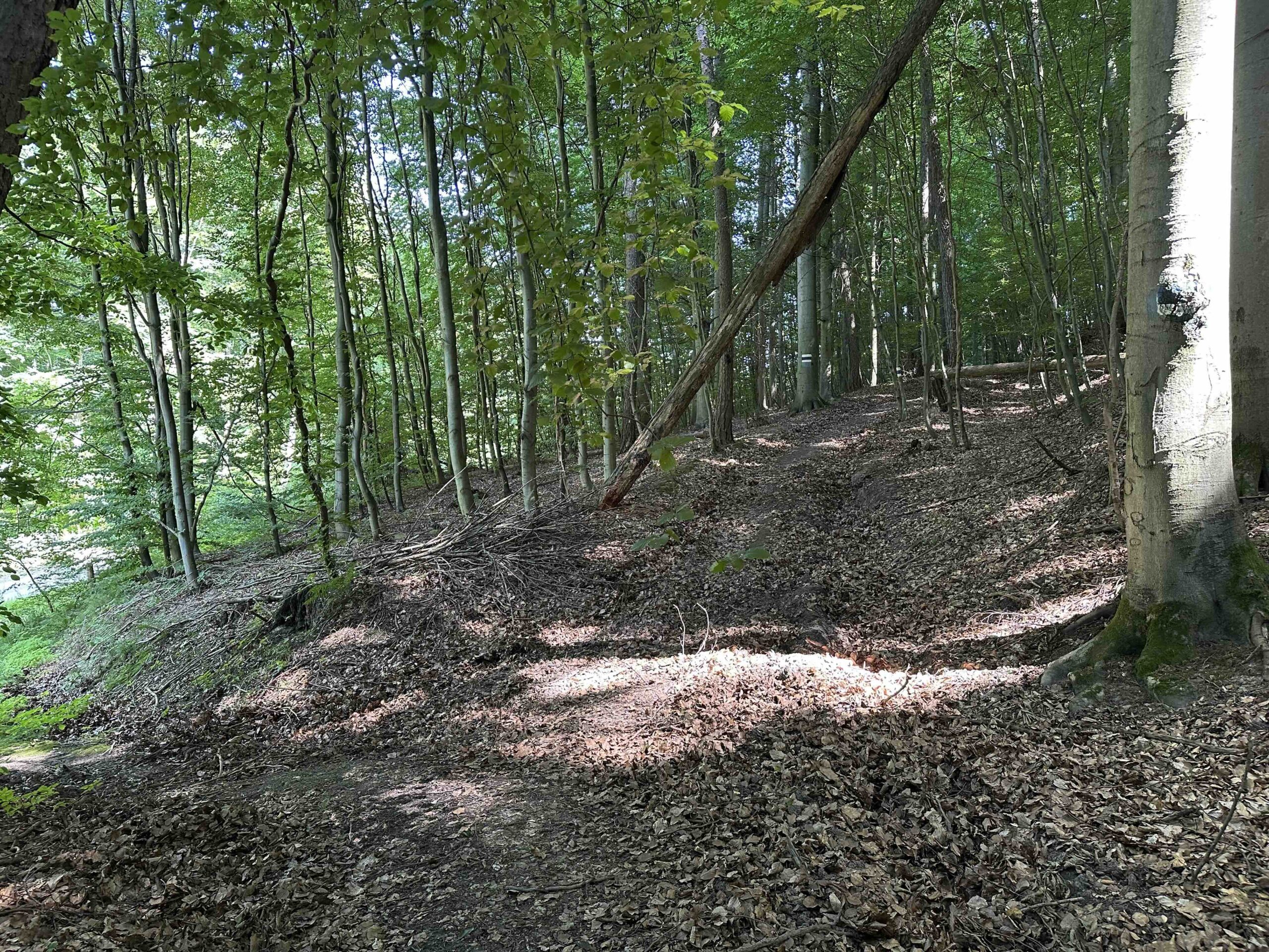 Haselbach-Eichenhain16