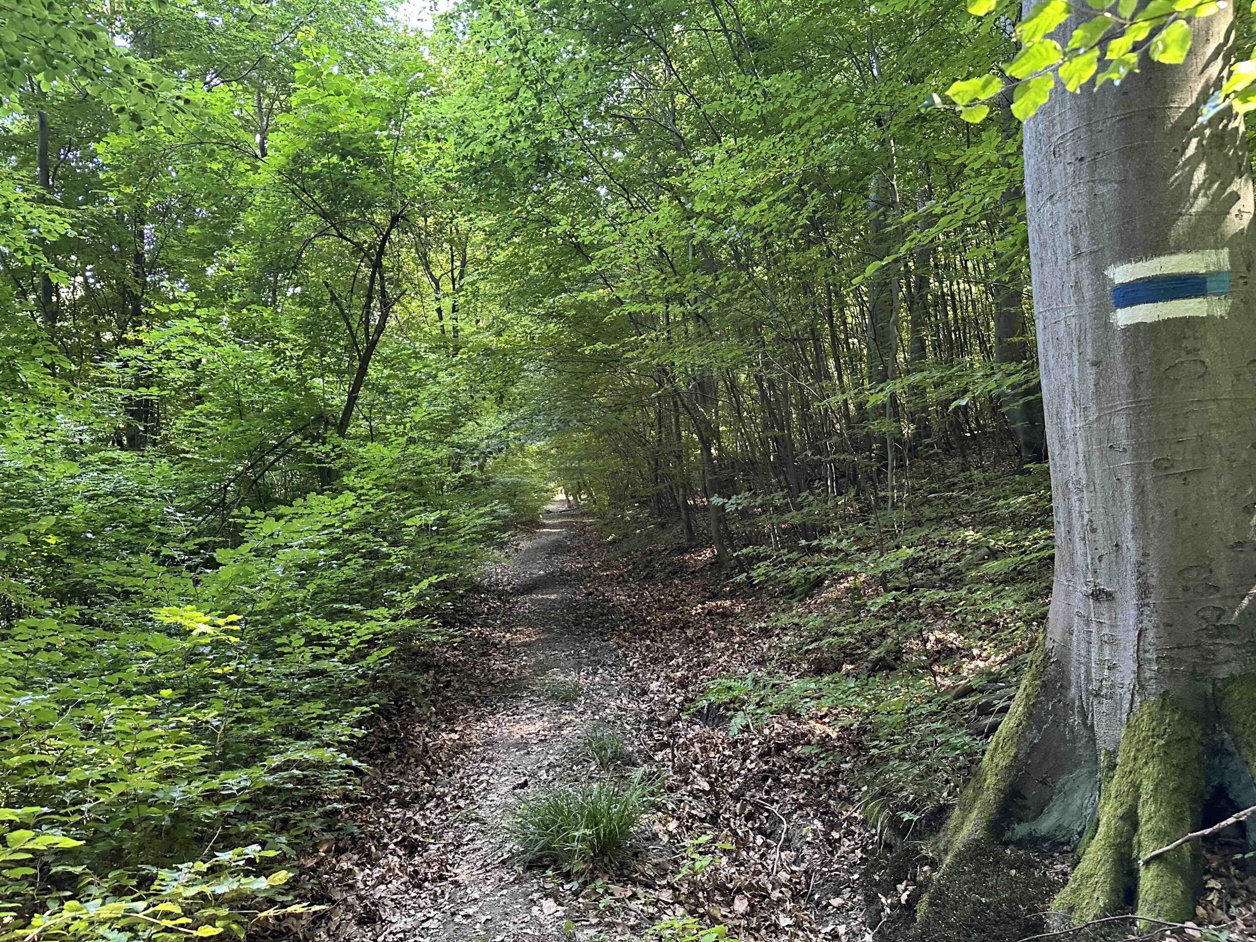 Haselbach-Eichenhain17