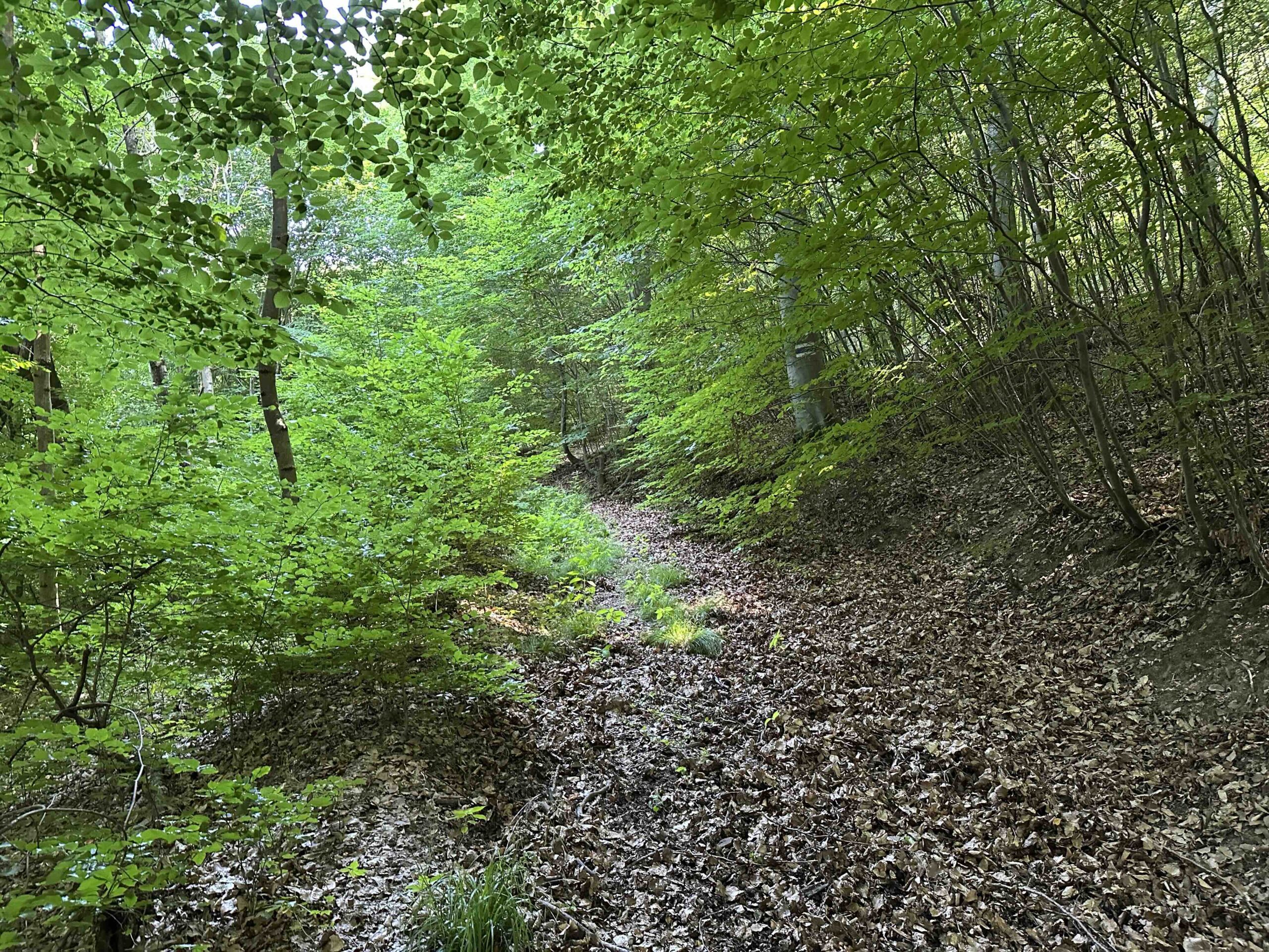 Haselbach-Eichenhain18