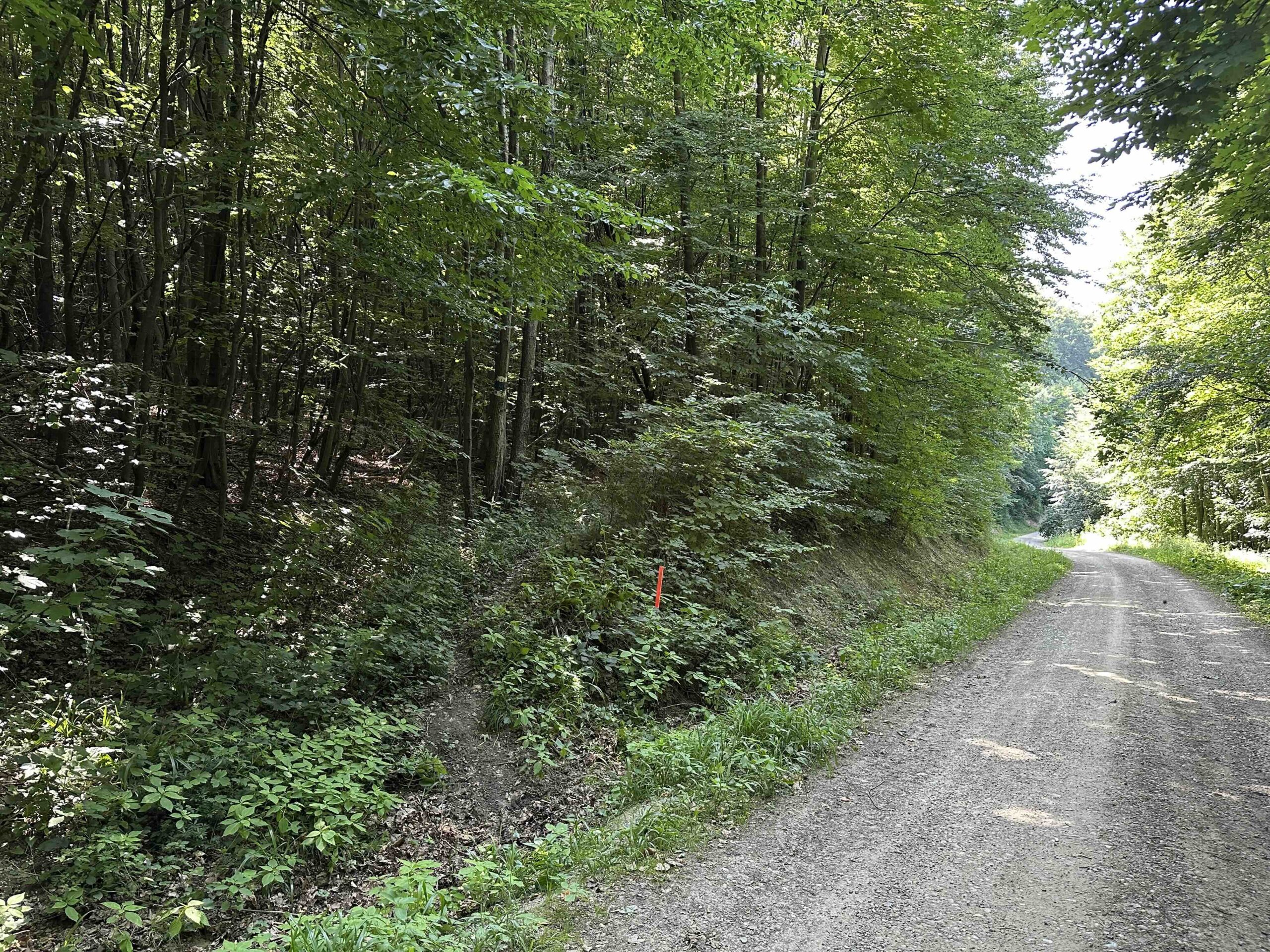 Haselbach-Eichenhain19