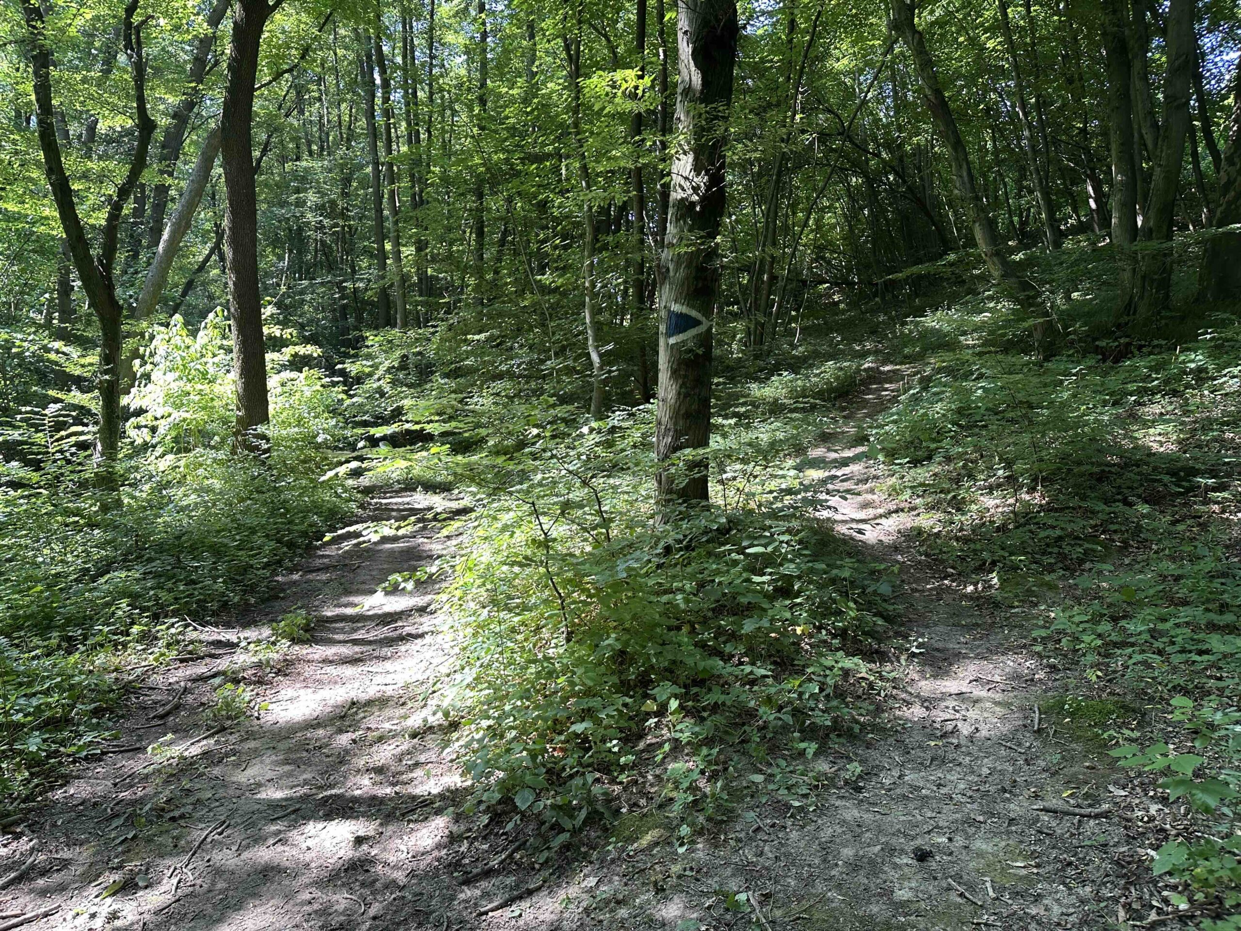 Haselbach-Eichenhain2