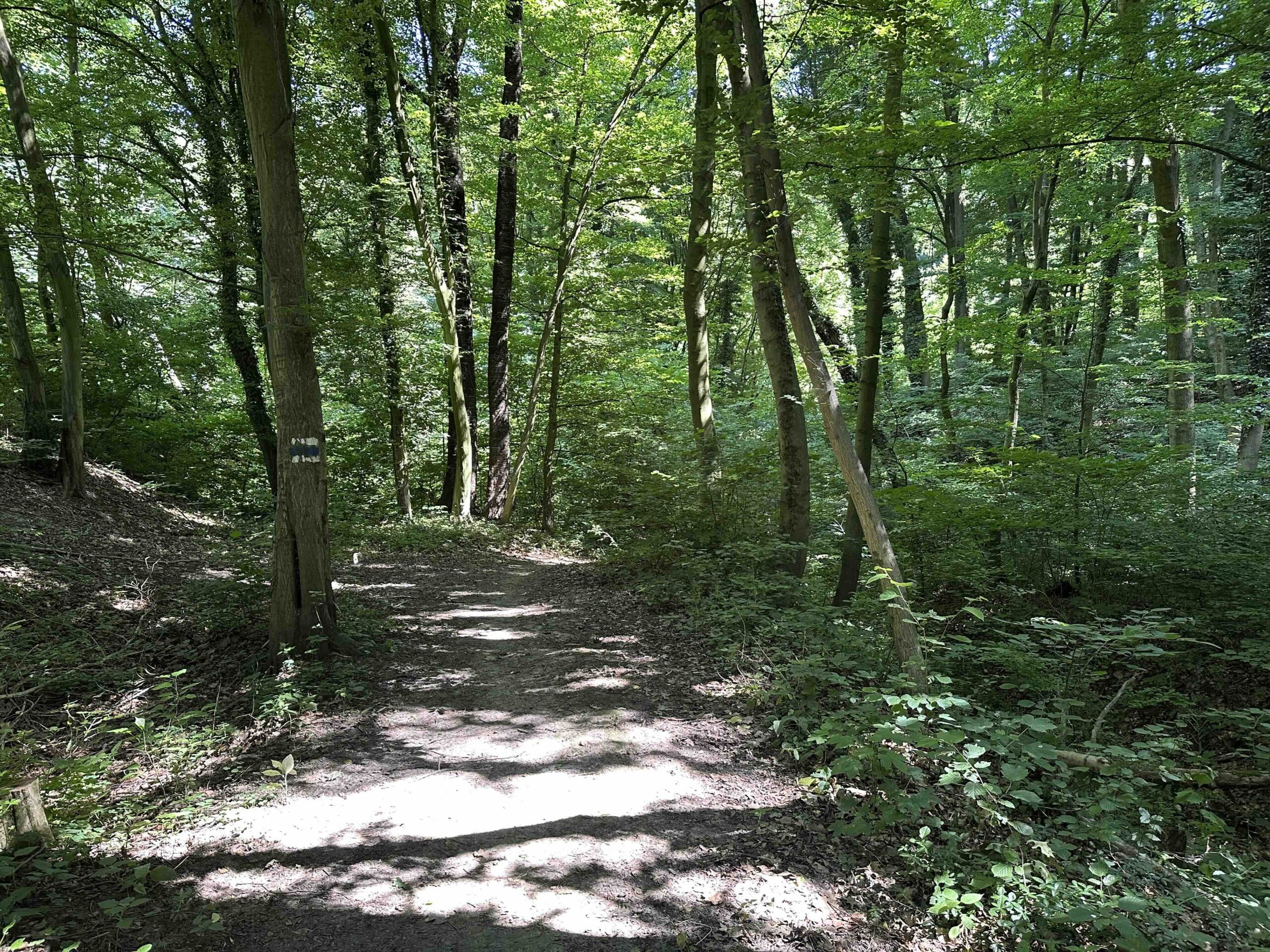 Haselbach-Eichenhain3