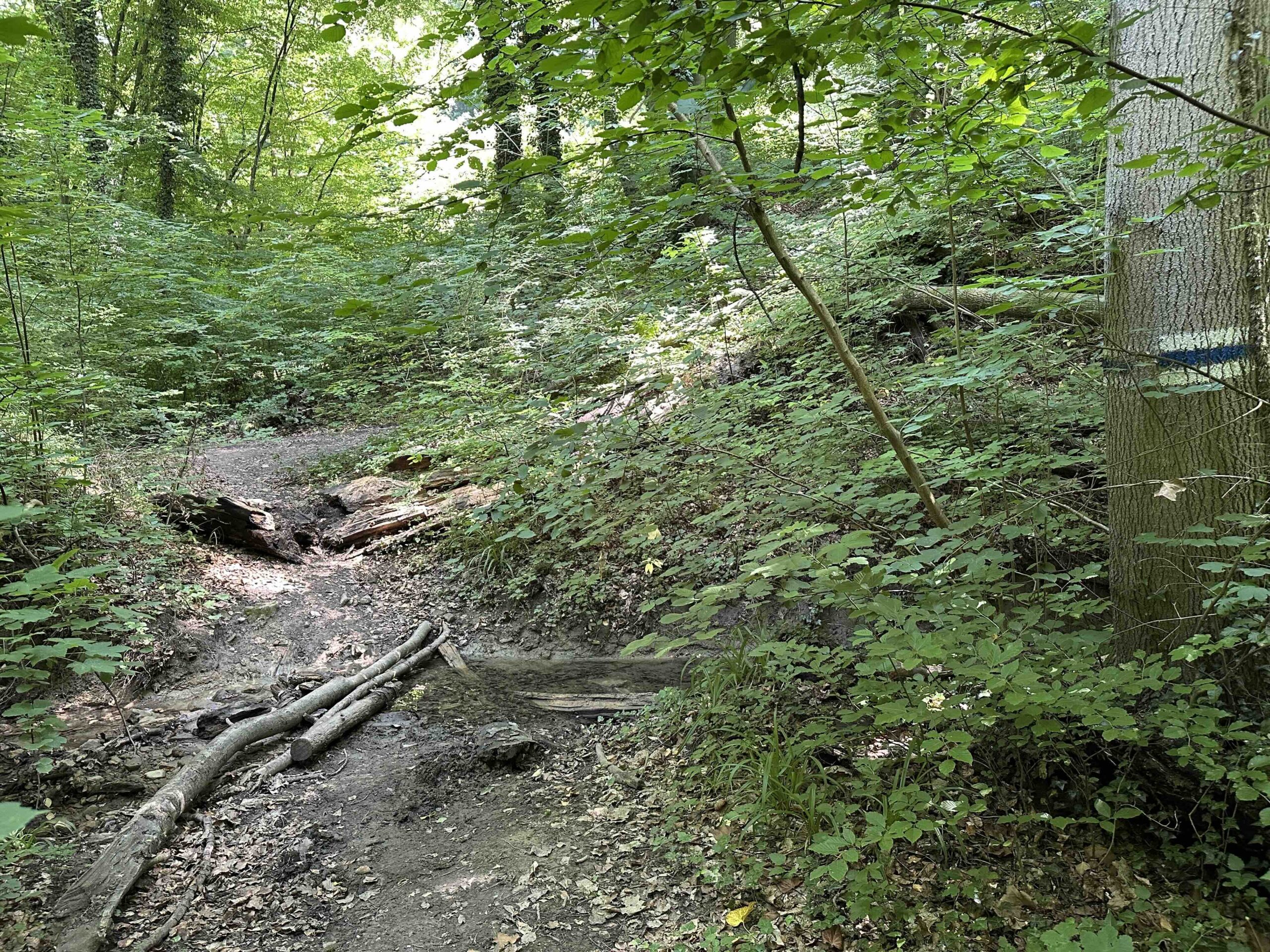 Haselbach-Eichenhain4