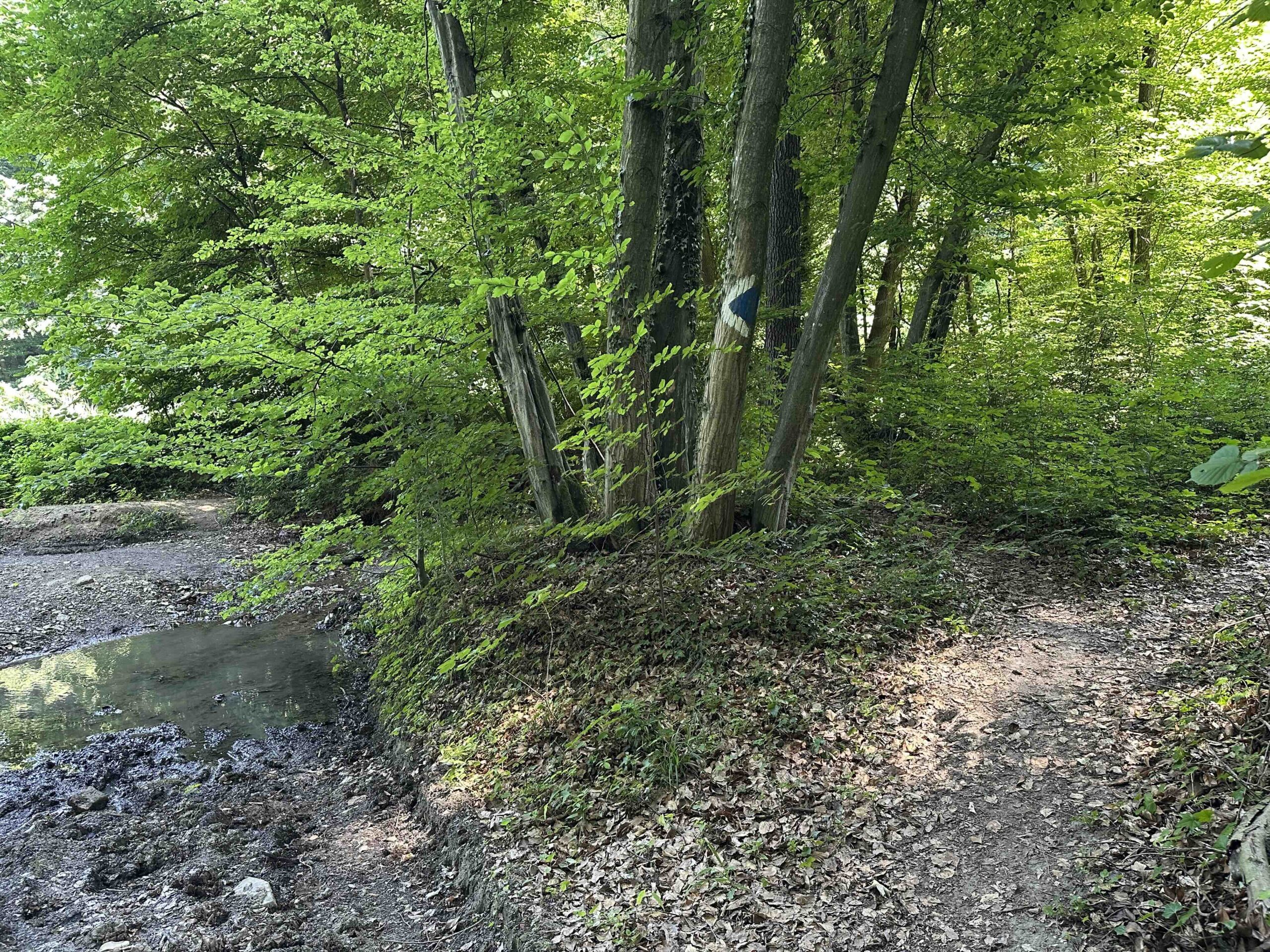 Bei Bachquerung besser den Weg rechts um den Baum nehmen