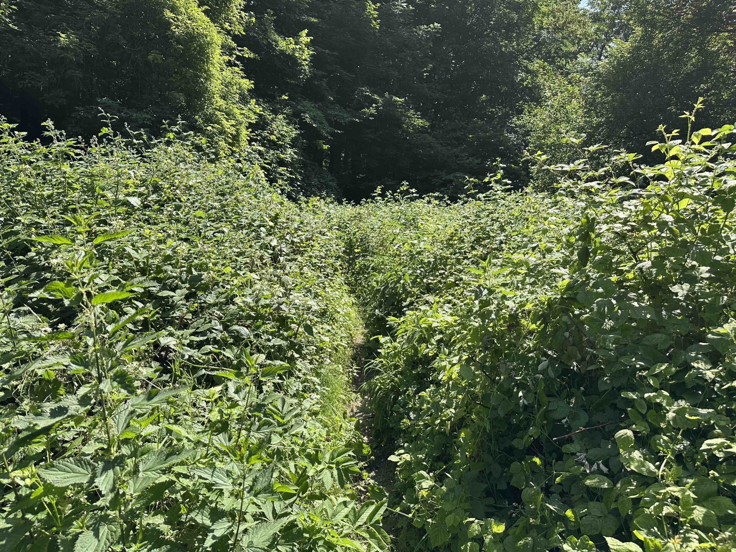 Haselbach-Eichenhain7