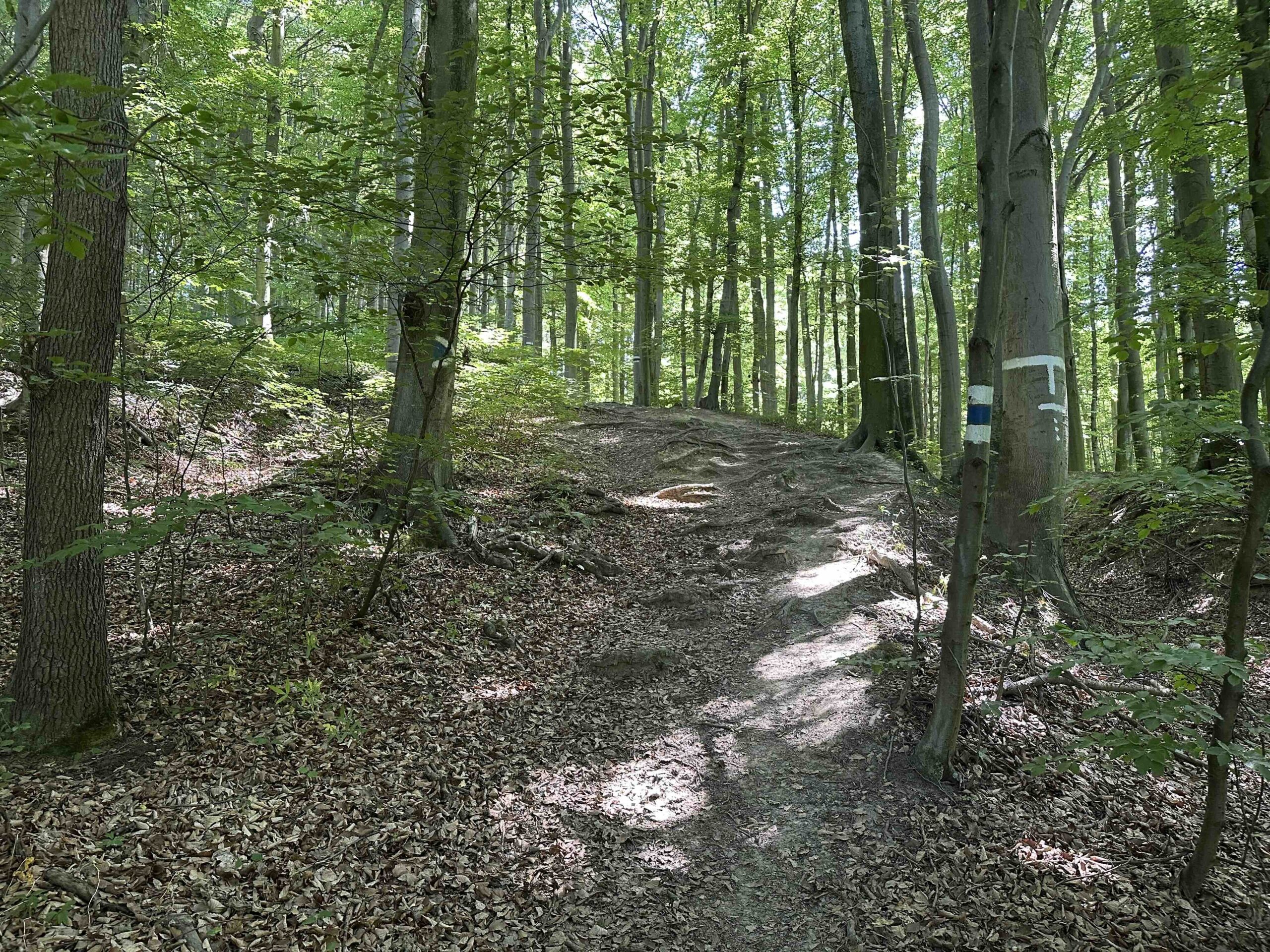 Blaue Markierung Hintersdorf - Eichenhain