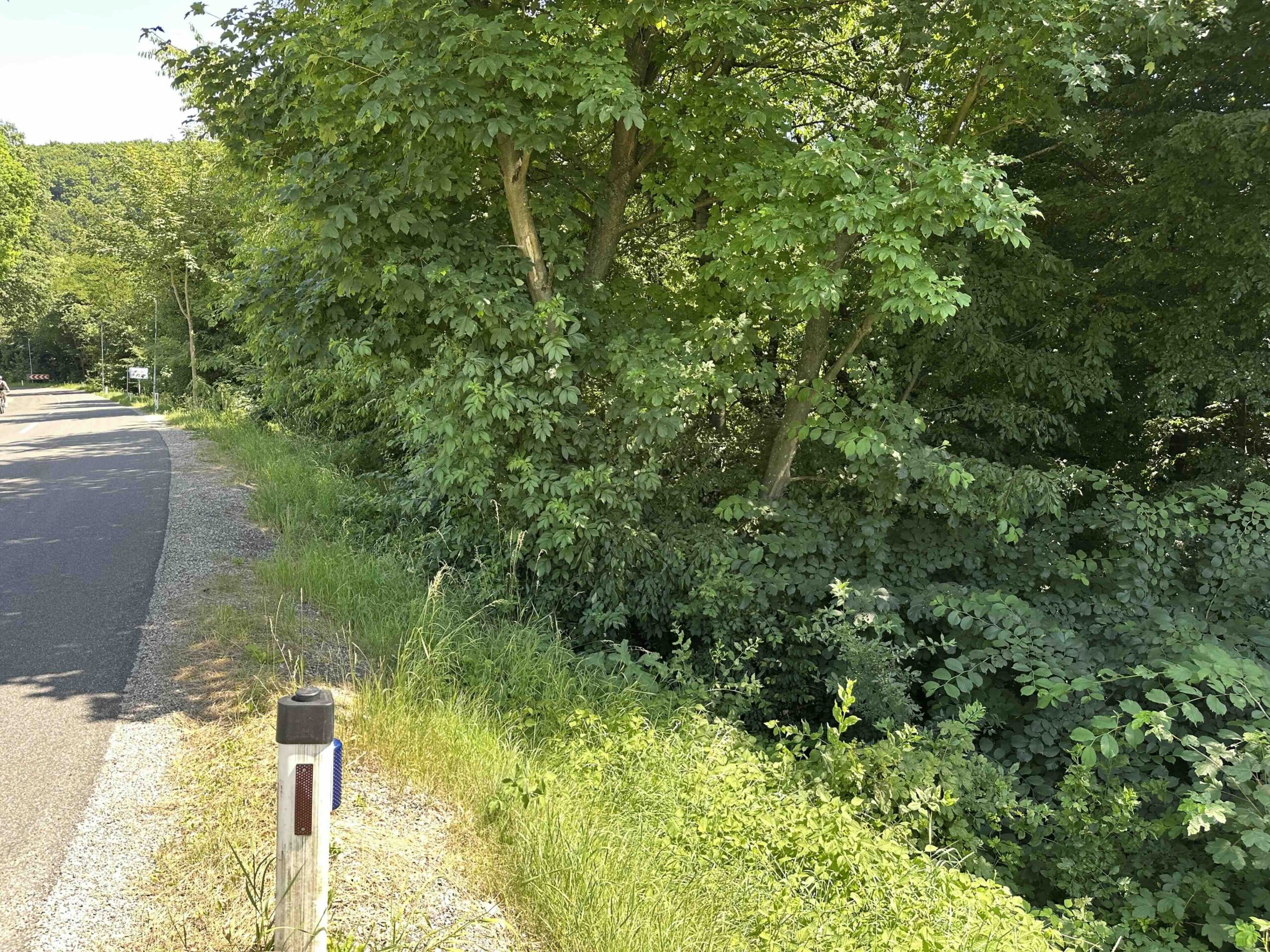 Abzweigung in den Wald