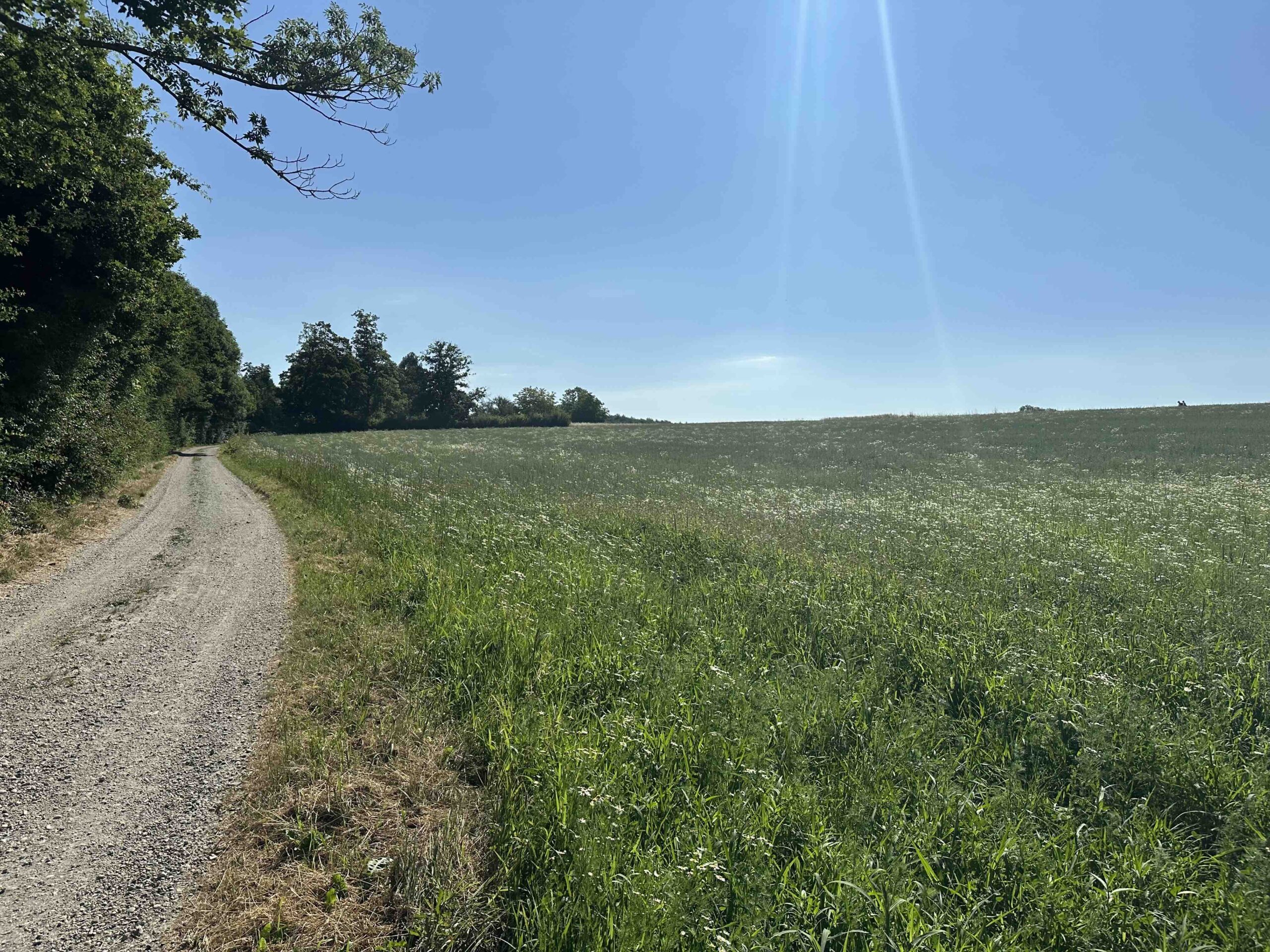 Blaue Markierung Plöcking - Hadersfeld/Glockenturm