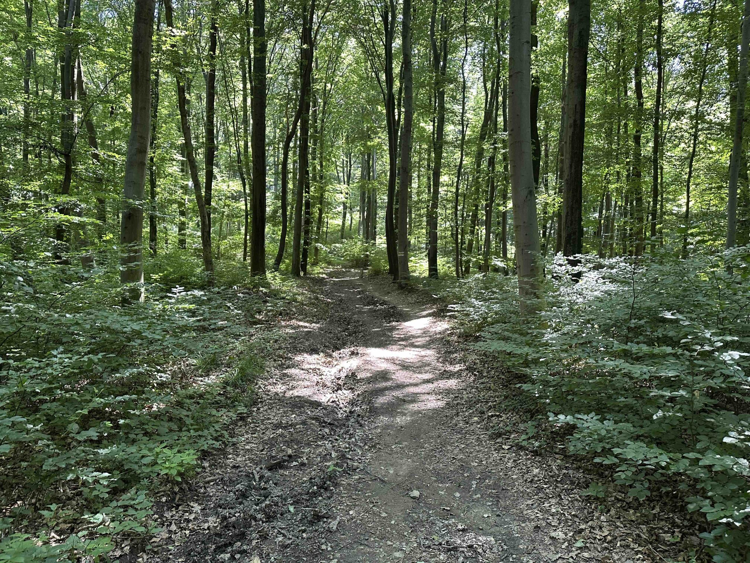 Lourdesgrotte-Hintersdorf10