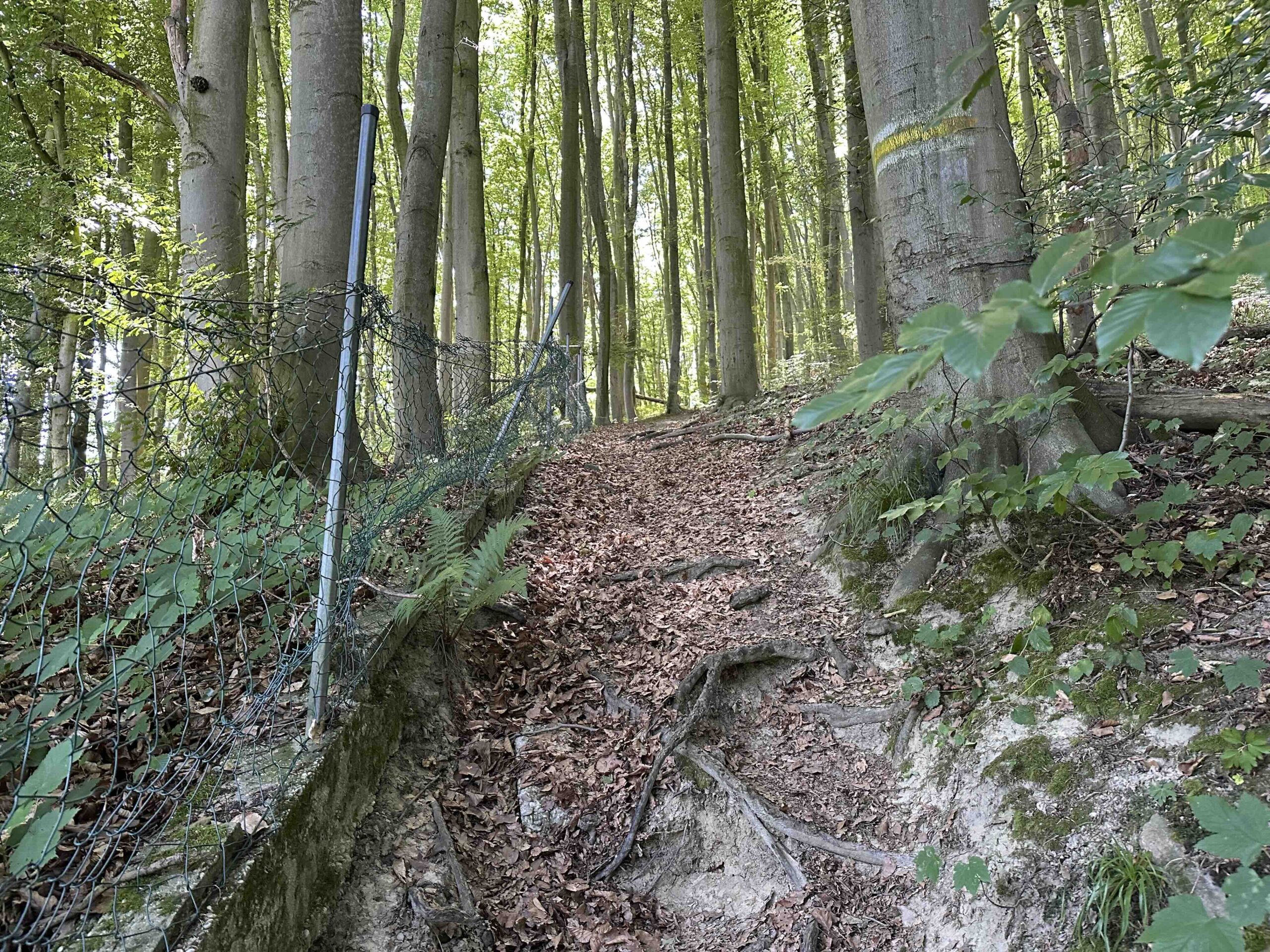 Beginn des Weges durch den Wald auf den Pöcklingberg.