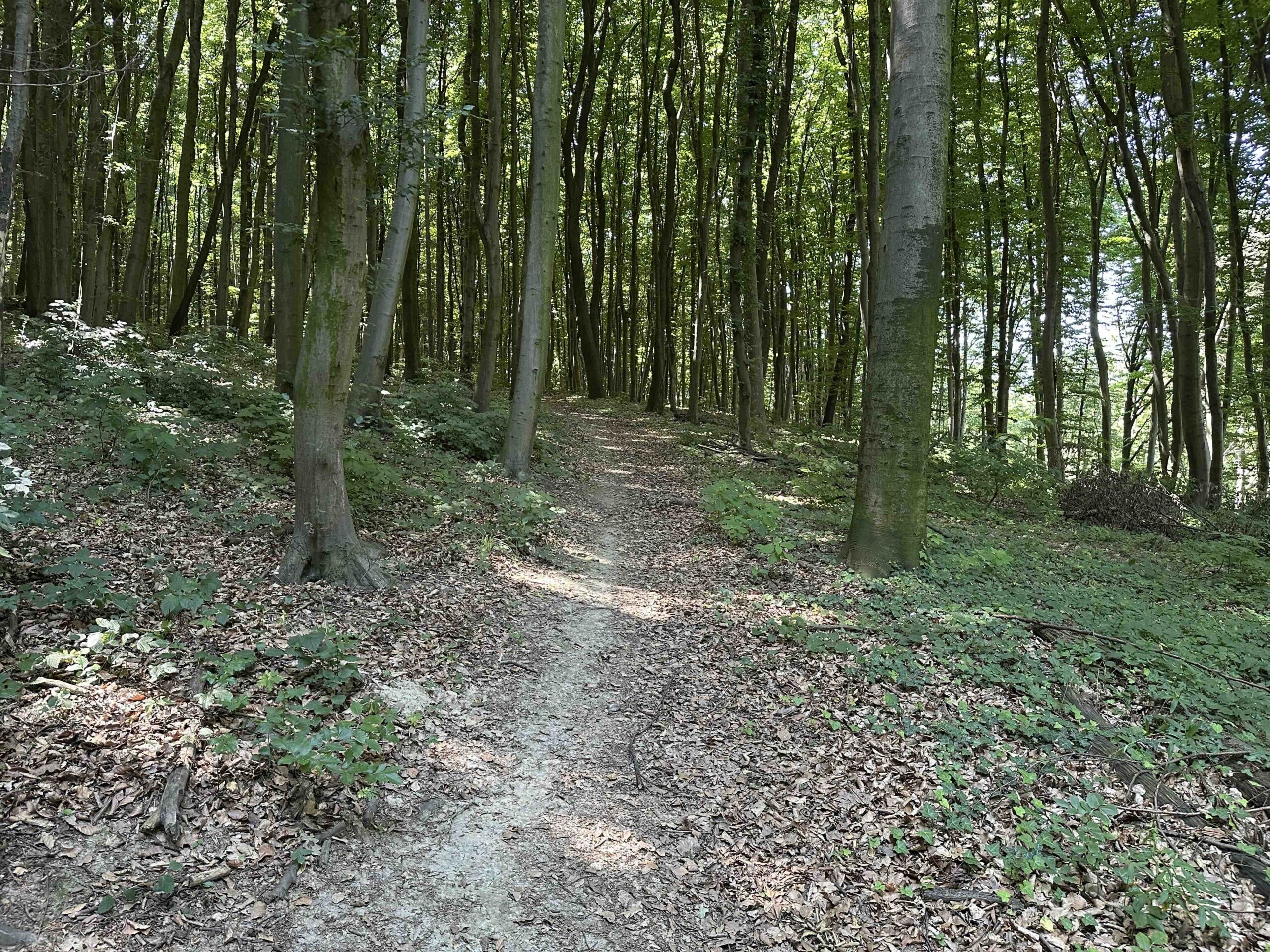 Lourdesgrotte-Hintersdorf6