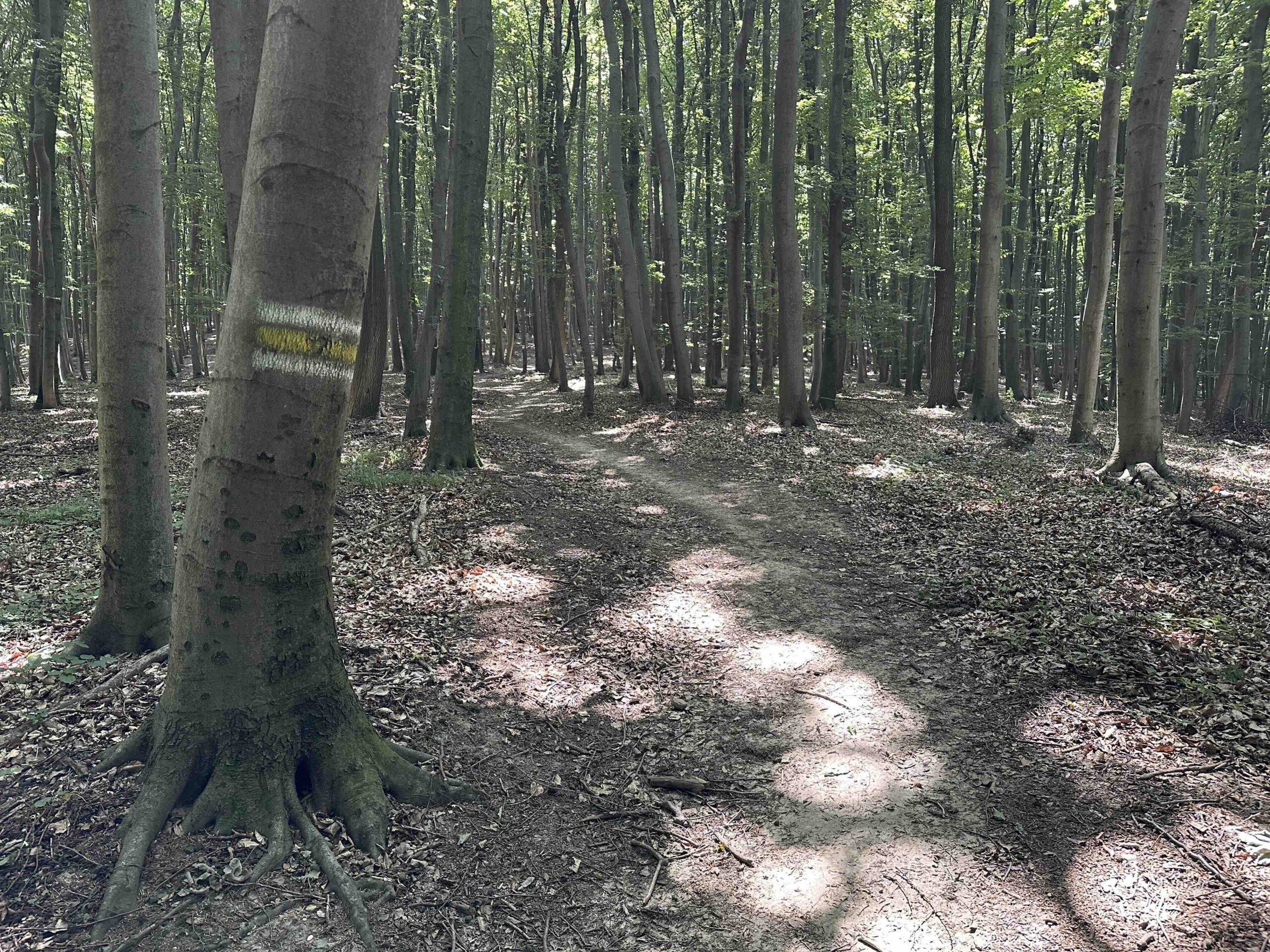 Gelbe Markierung Lourdesgrotte/B14 - Hintersdorf