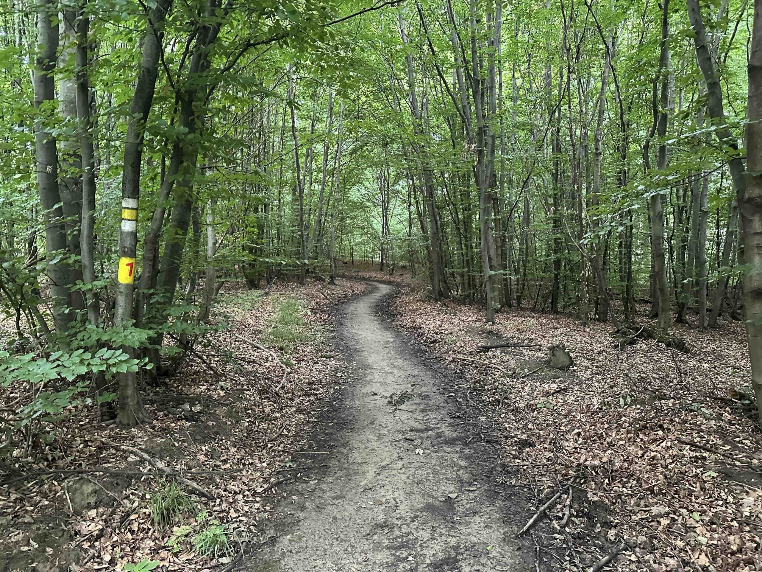 Goldbrunngraben-Steinriegl2