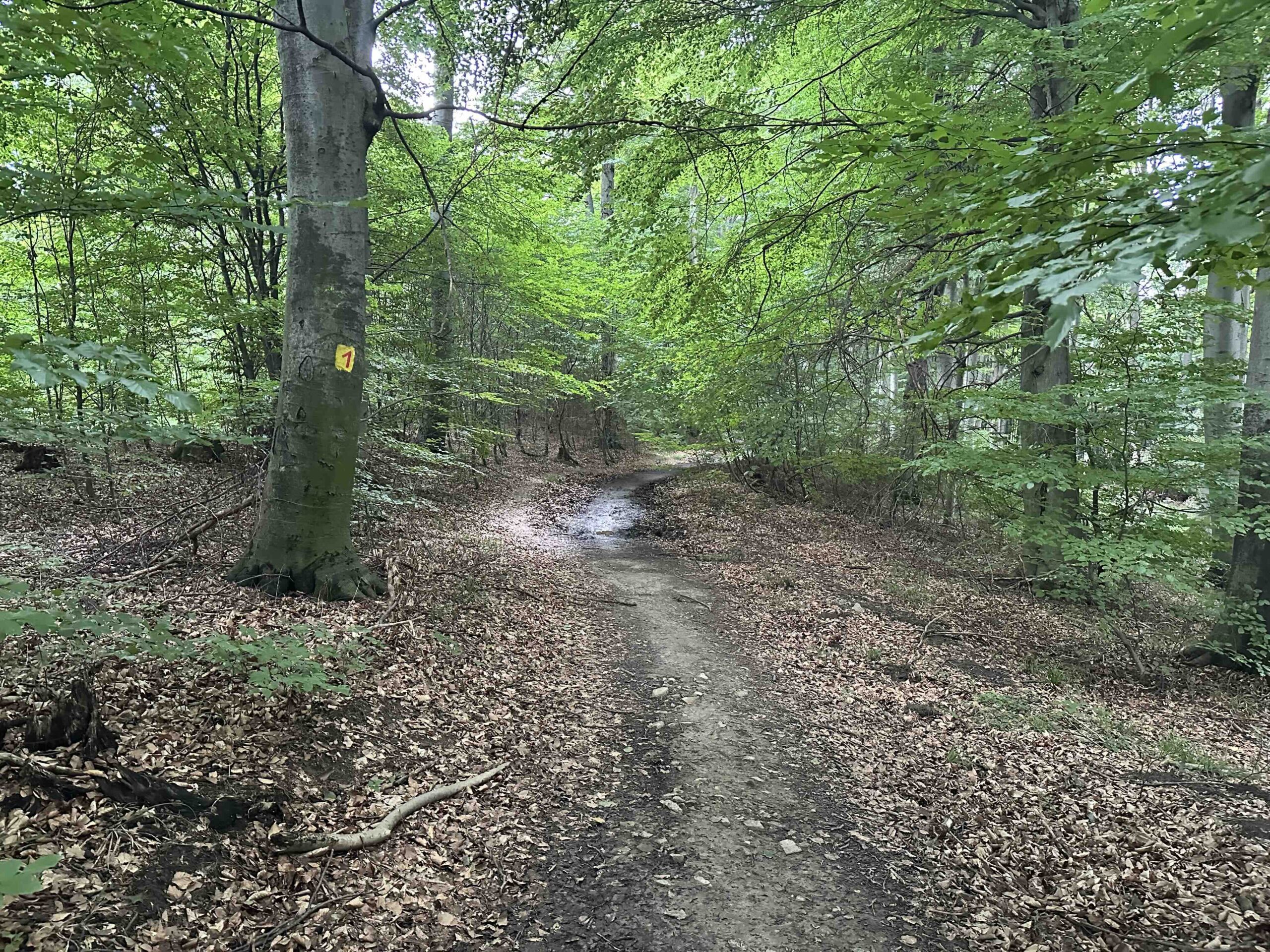 Goldbrunngraben-Steinriegl3