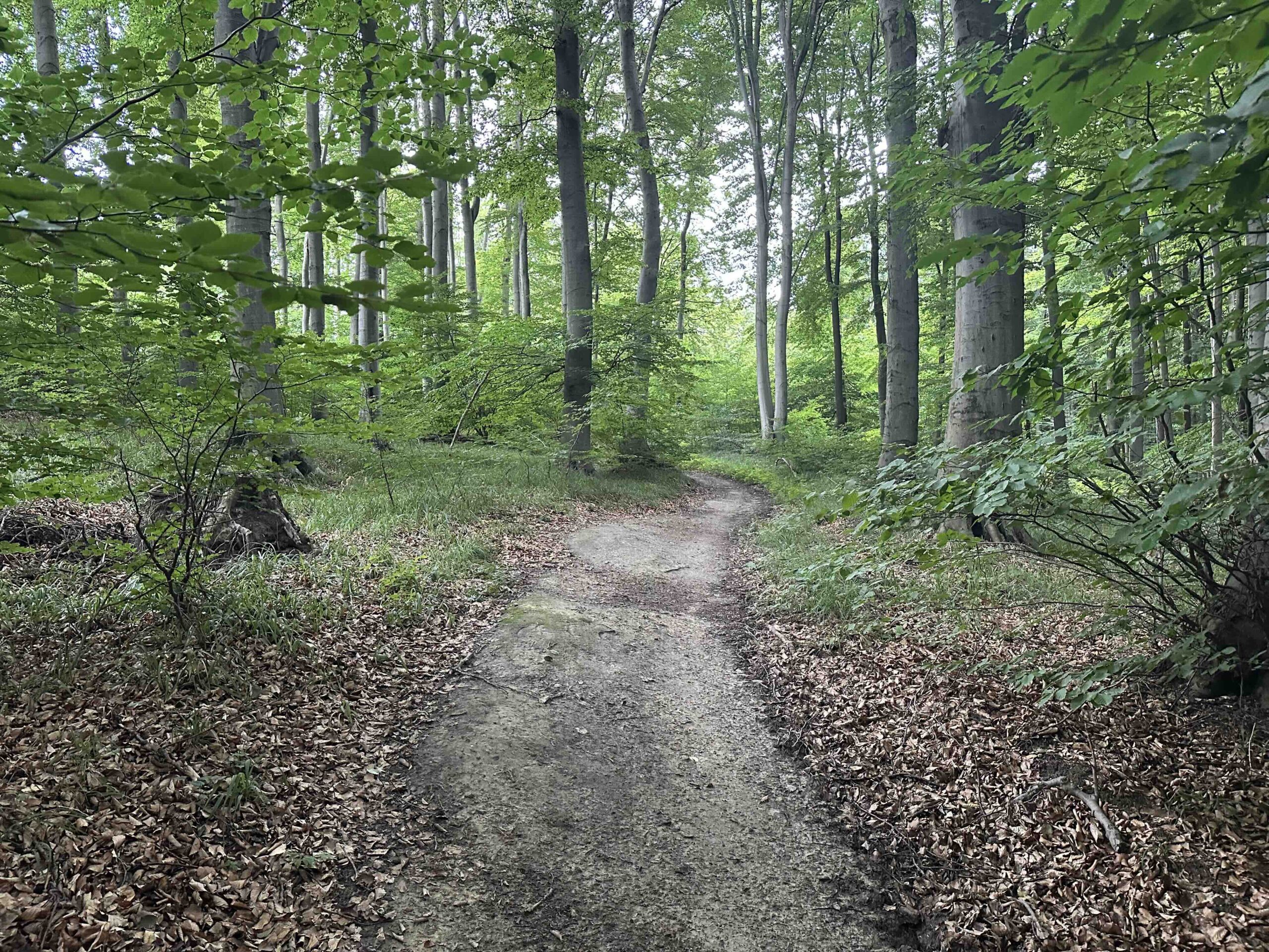 Goldbrunngraben-Steinriegl4