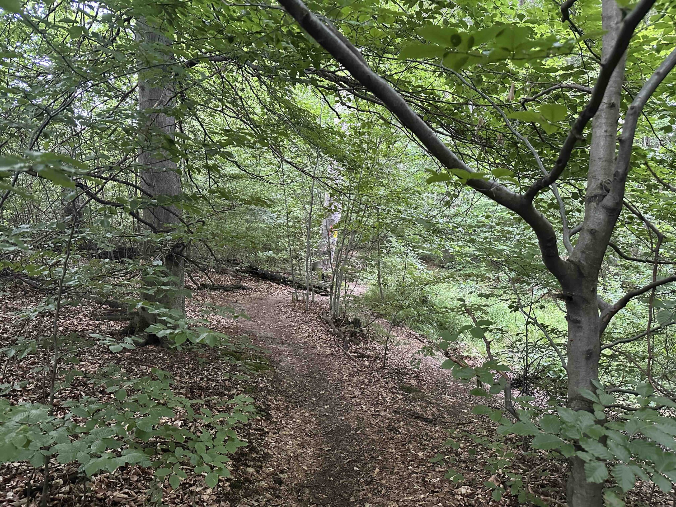 Goldbrunngraben-Steinriegl5