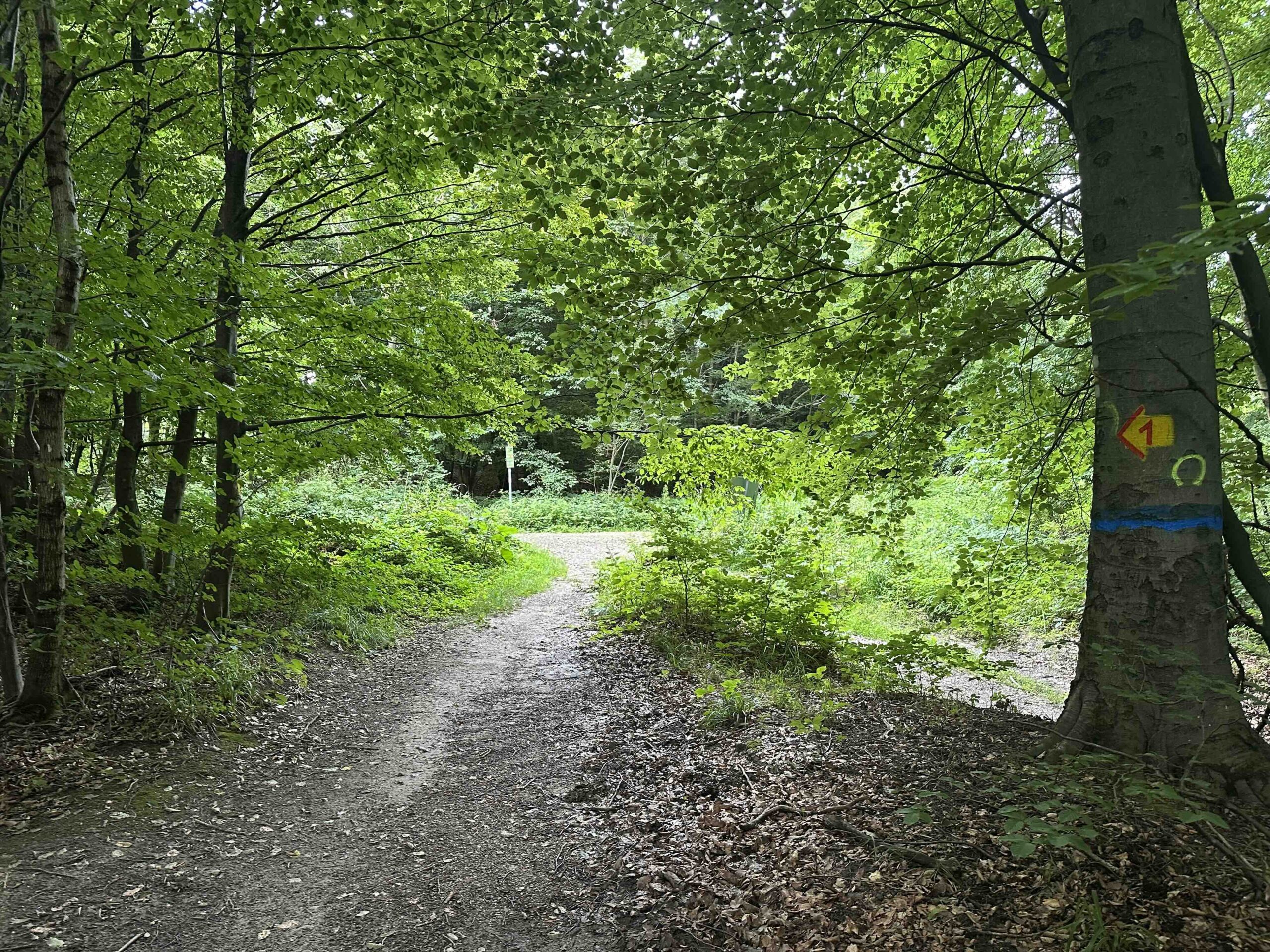 Goldbrunngraben-Steinriegl7