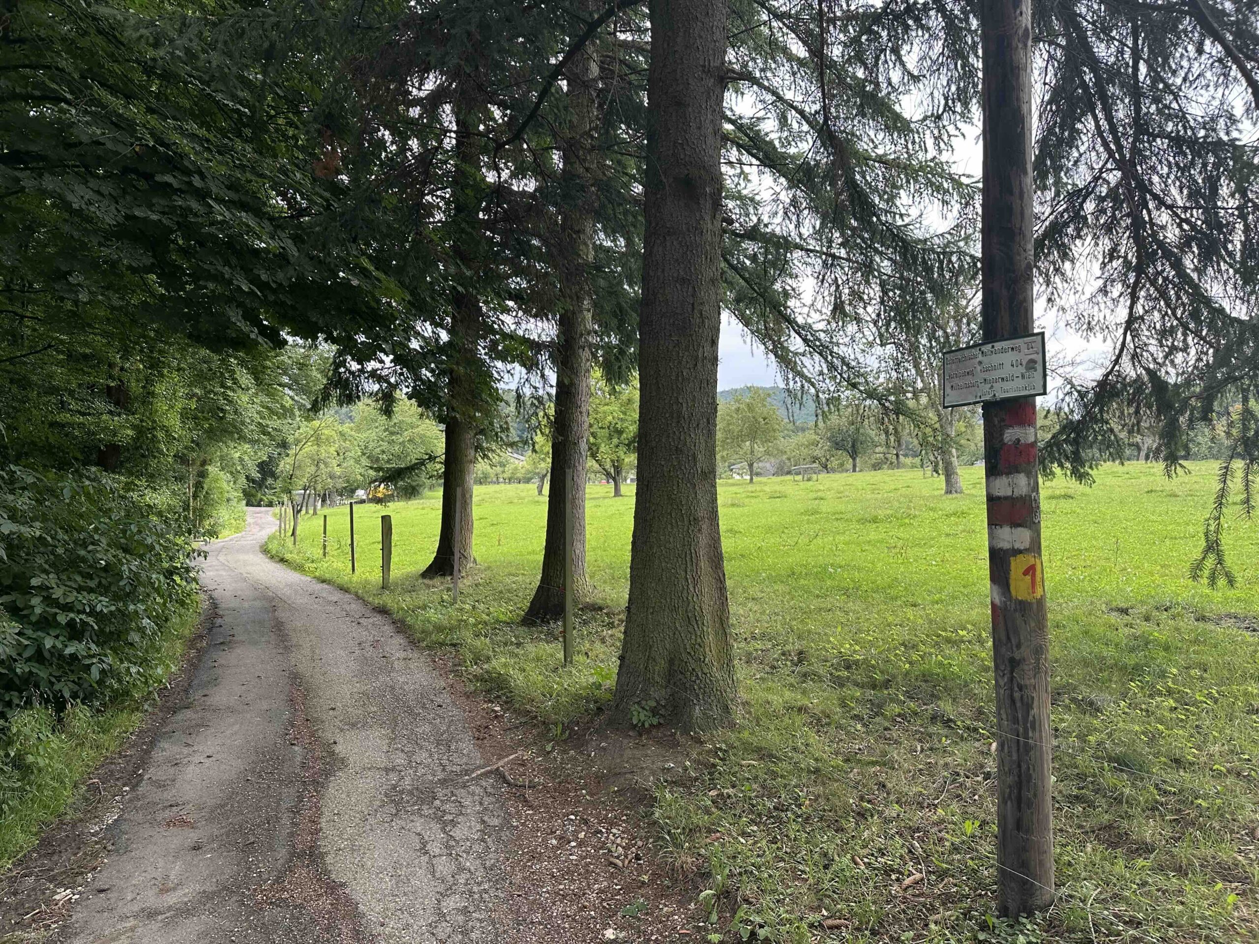 Hainbuch-TulbingerKogel1