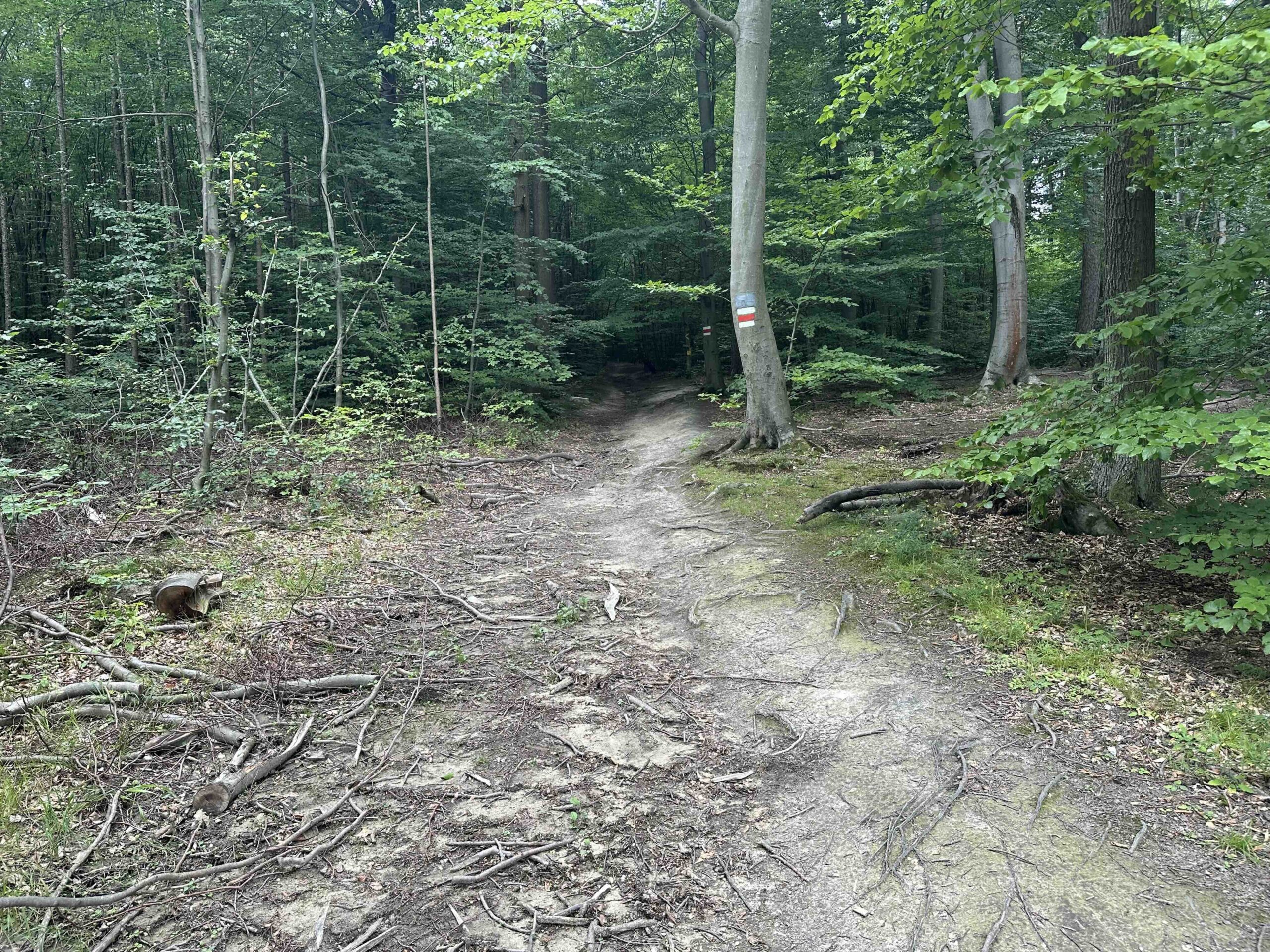 Hainbuch-TulbingerKogel10