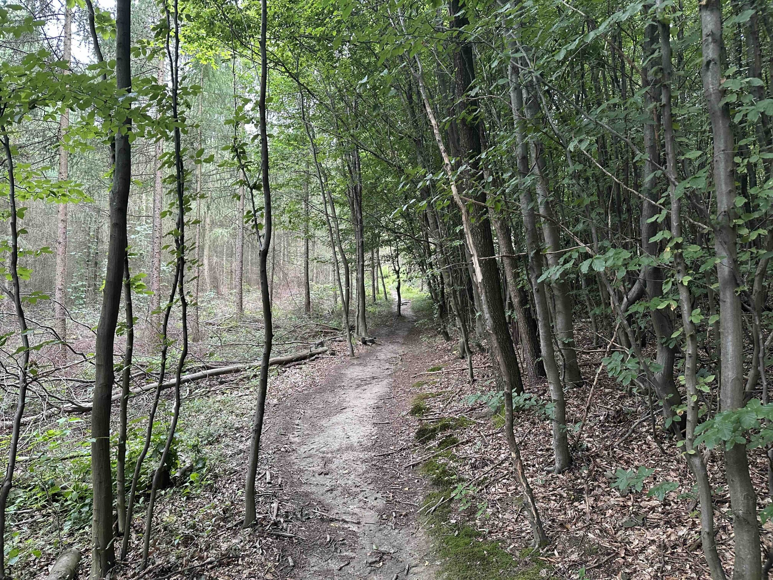 Hainbuch-TulbingerKogel11