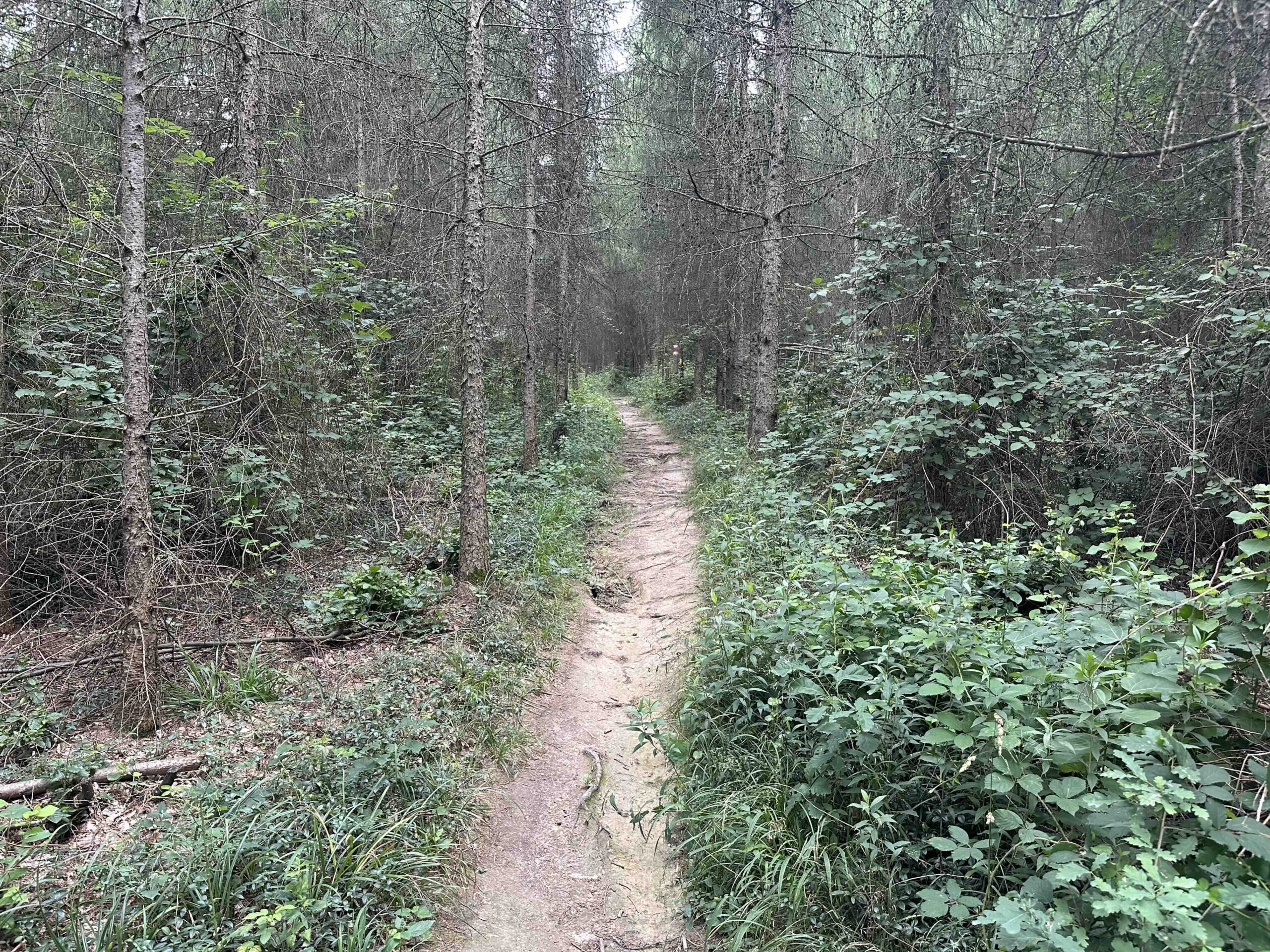 Hainbuch-TulbingerKogel12