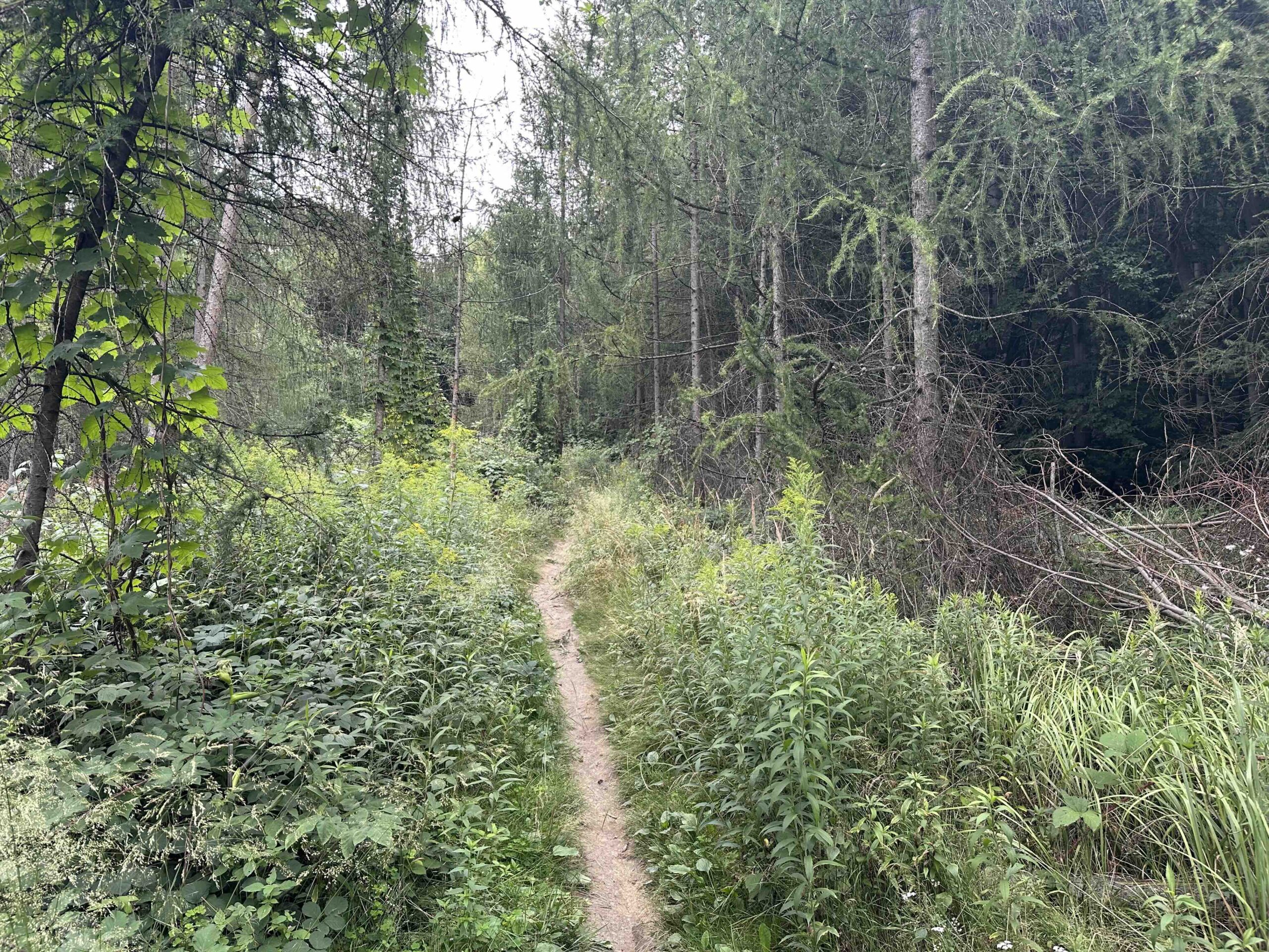 Hainbuch-TulbingerKogel13