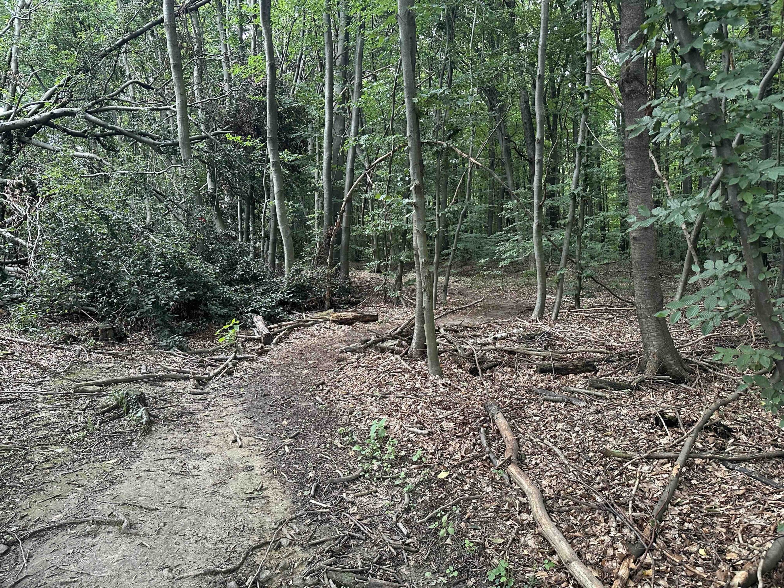 Hainbuch-TulbingerKogel14