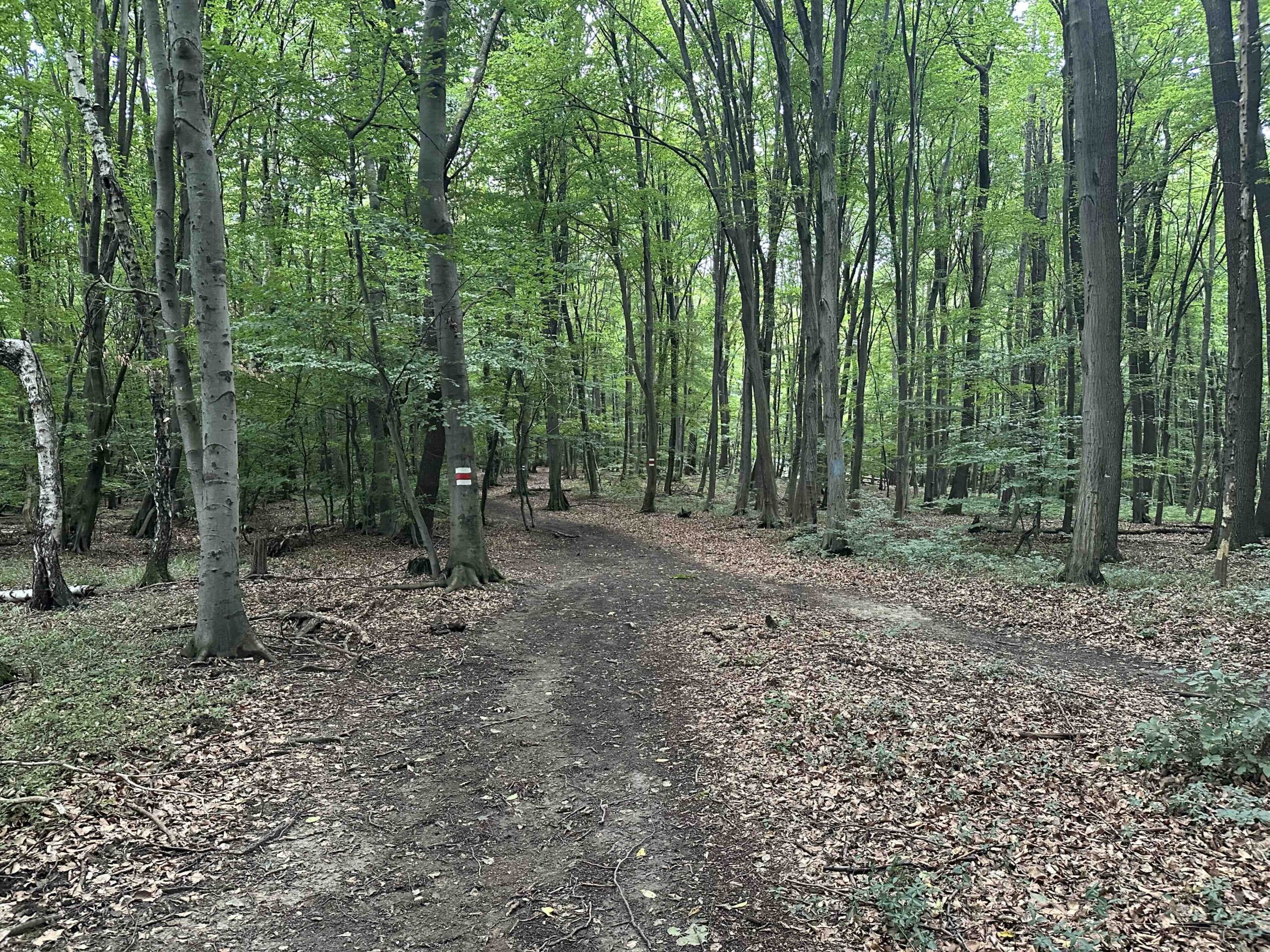 Hainbuch-TulbingerKogel15