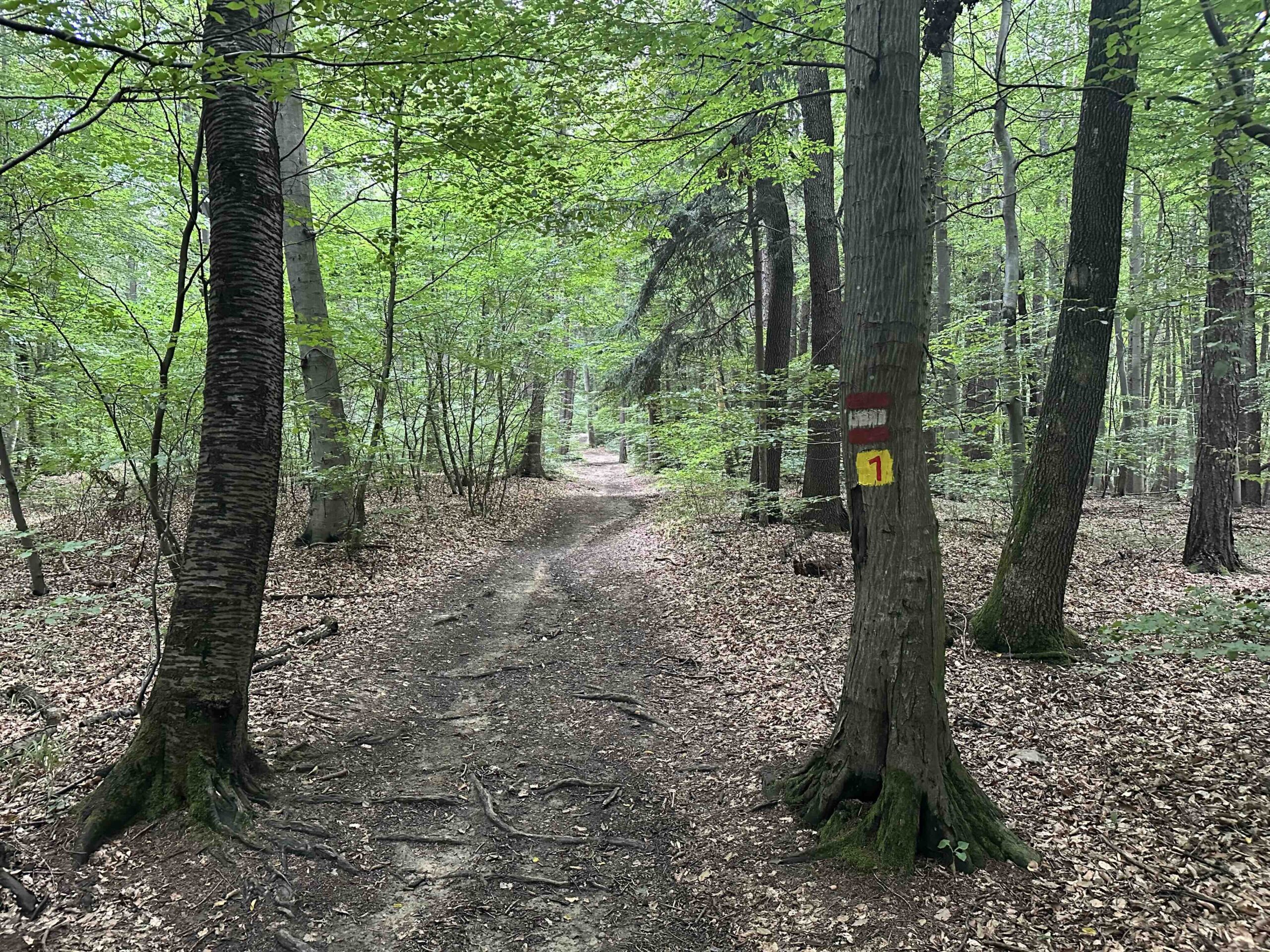 Hainbuch-TulbingerKogel16