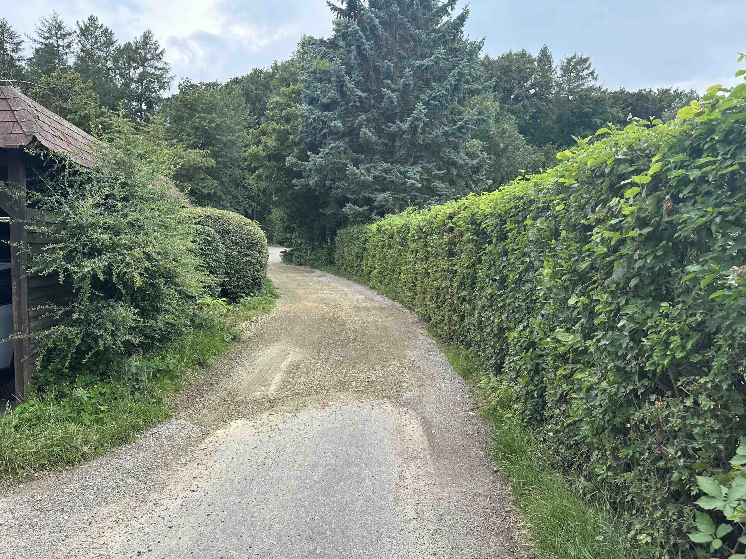 Hainbuch-TulbingerKogel4