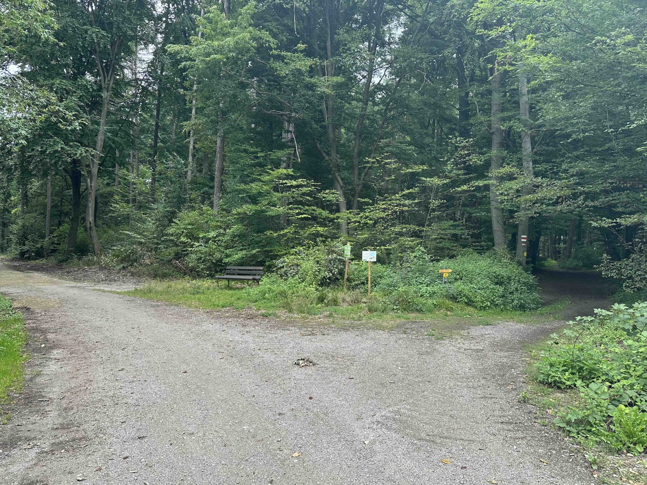 Hainbuch-TulbingerKogel5