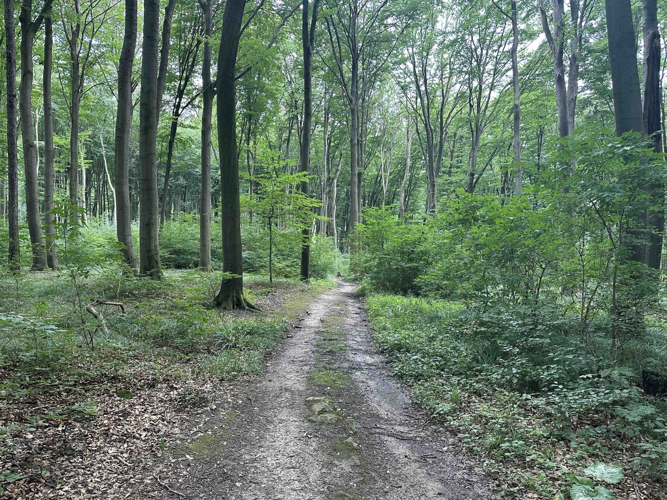 Hainbuch-TulbingerKogel6