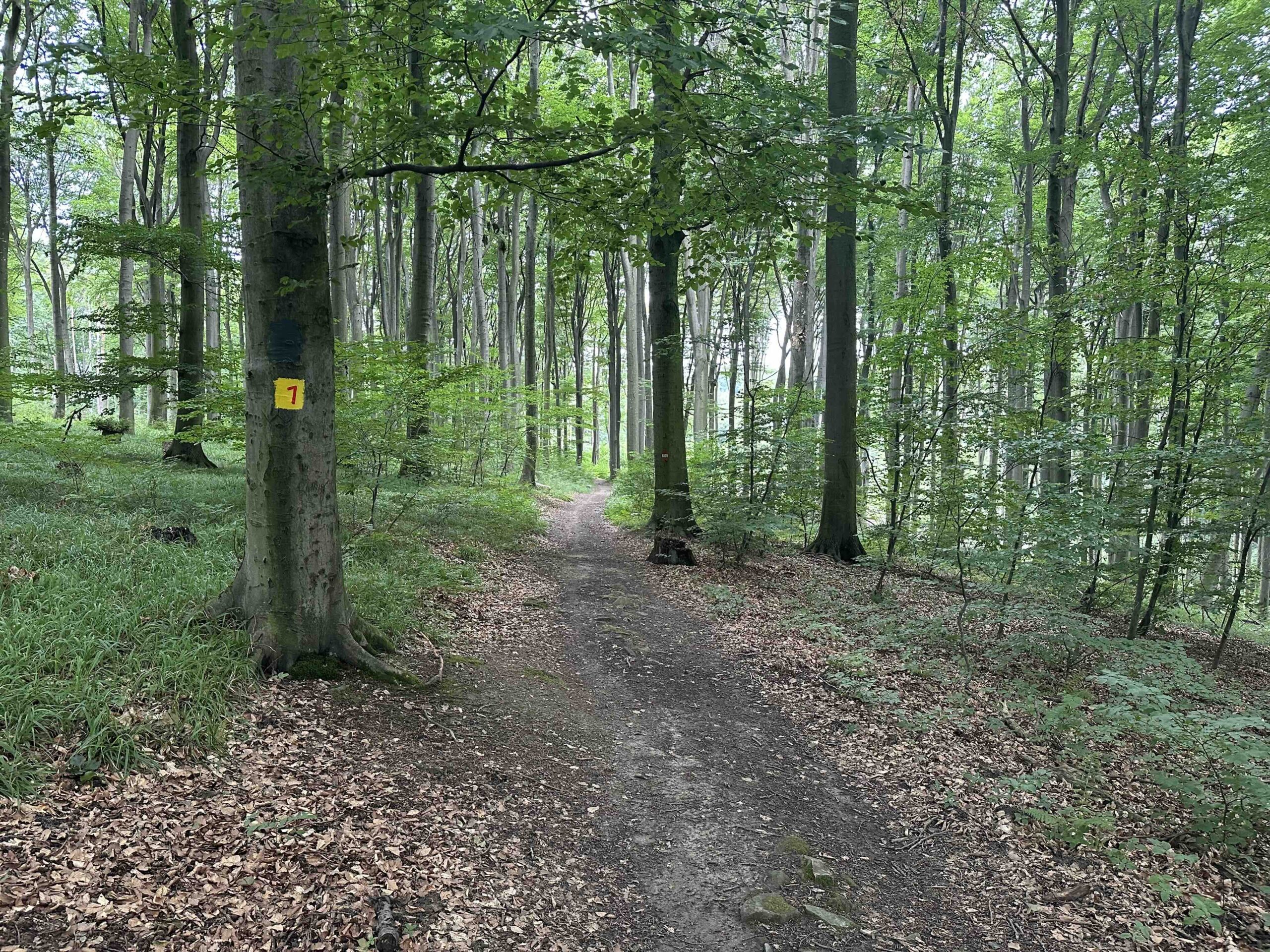 Hainbuch-TulbingerKogel7