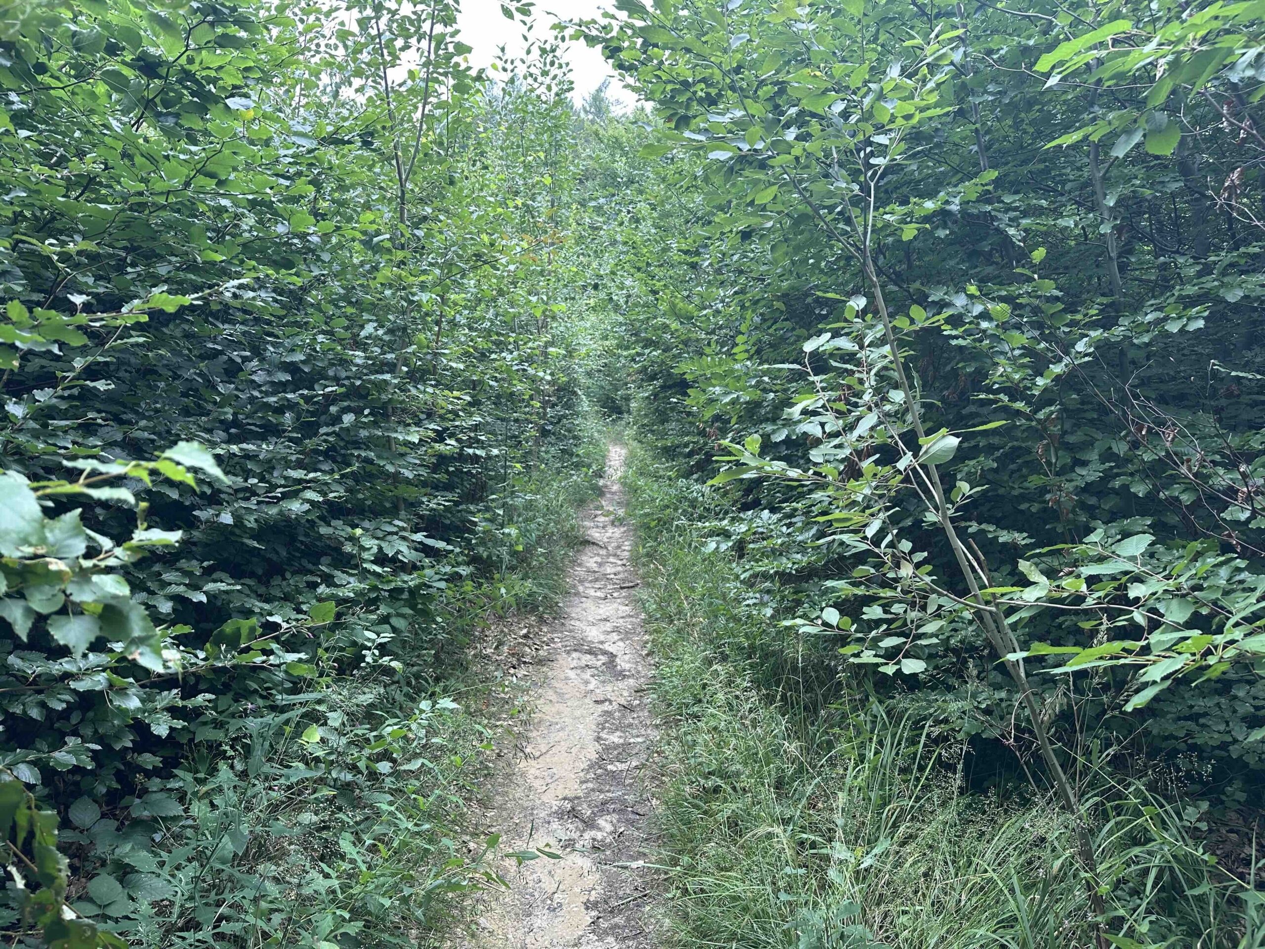 Hainbuch-TulbingerKogel8